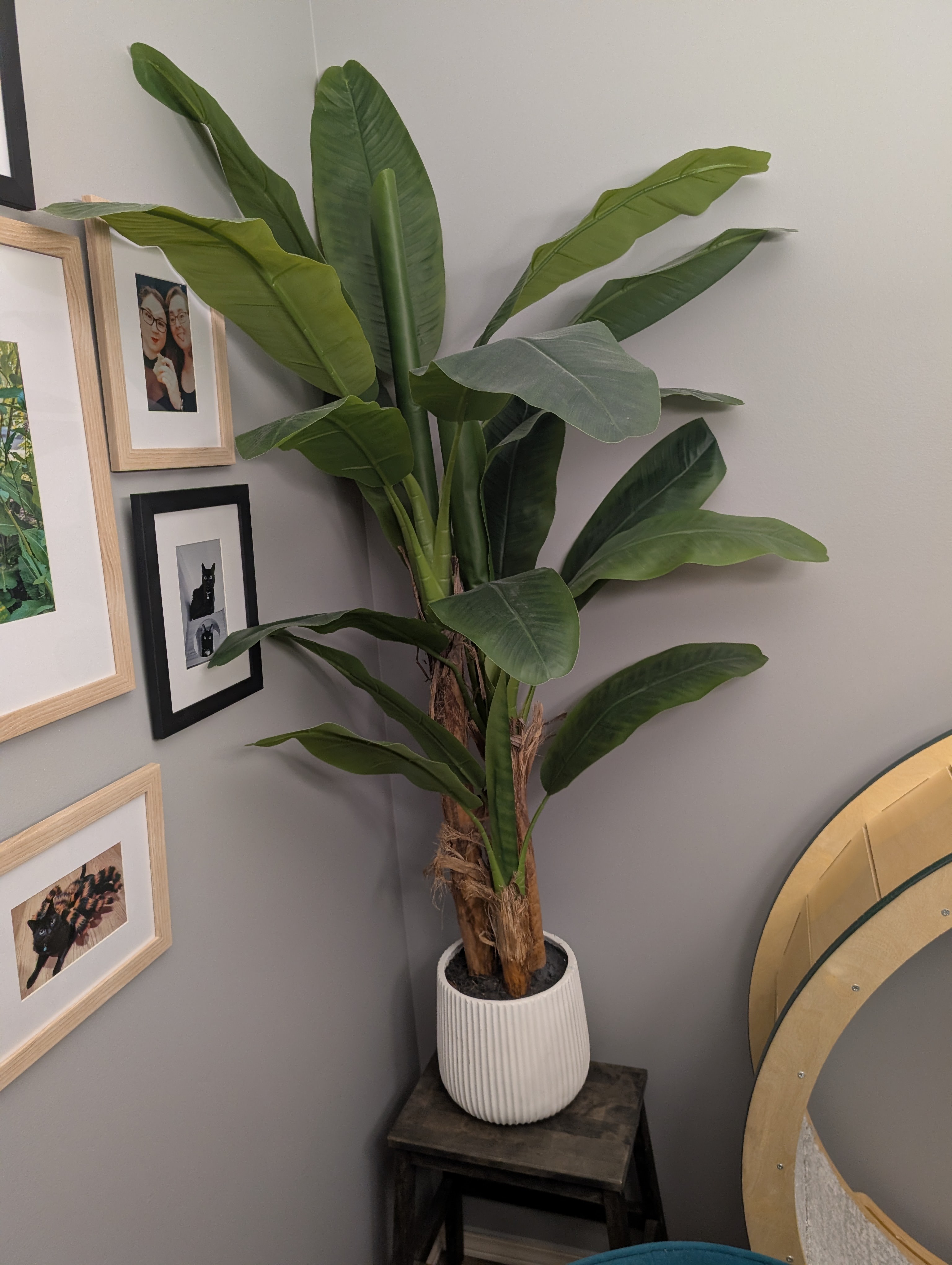 4ft False Palm
