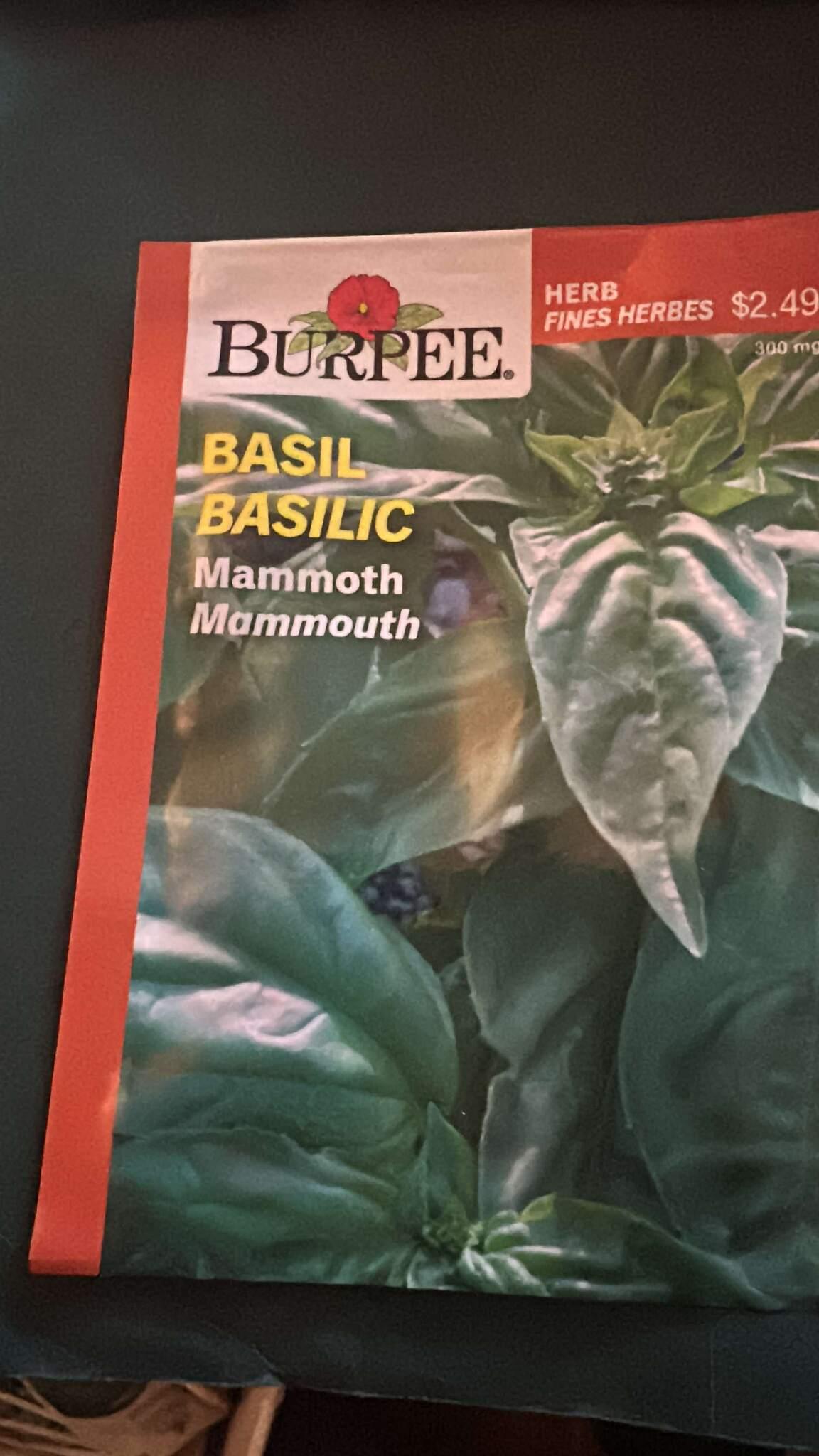 6 Burpee Basil Mammoth Seeds