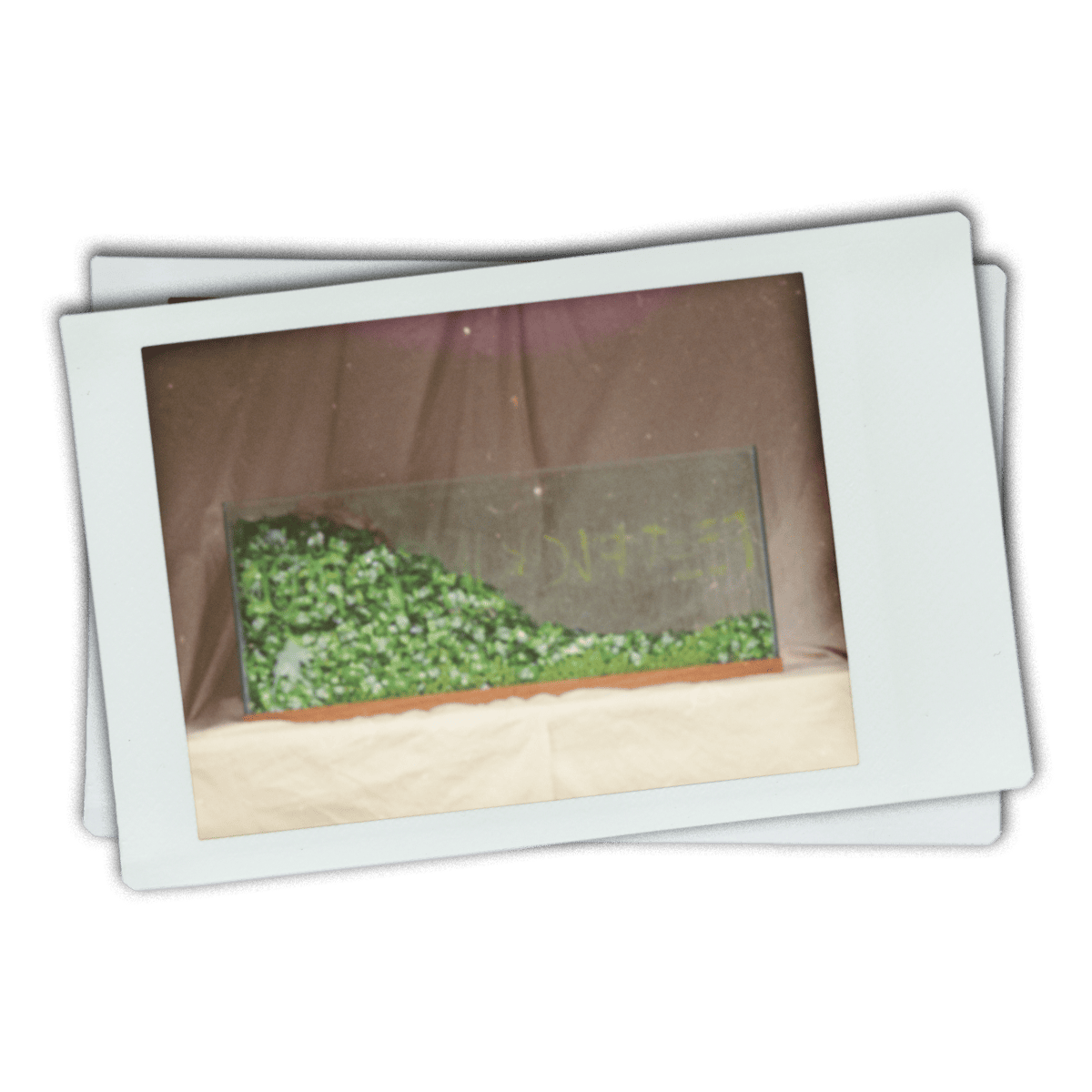 Green fish tank candy sculpture contemporary modern art