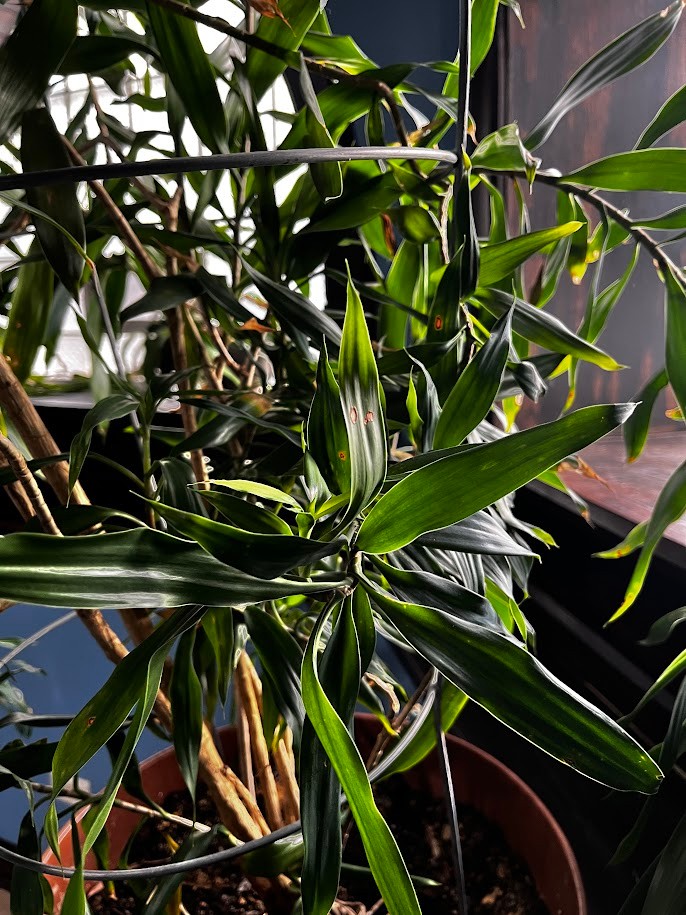 Houseplant - Dracaena - 16" - photo 2