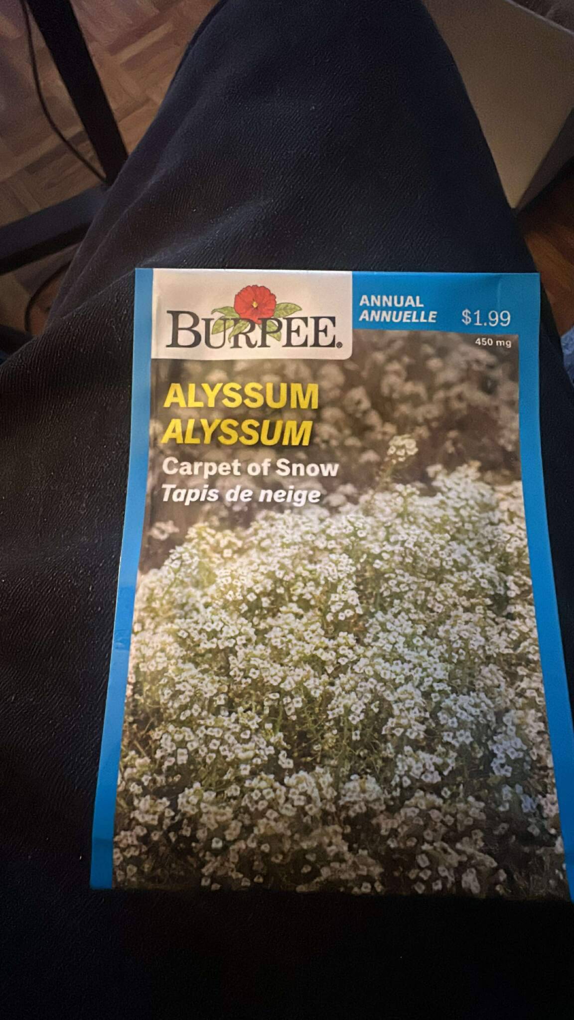 1 Burpee Alyssum Carpet of Snow Seeds