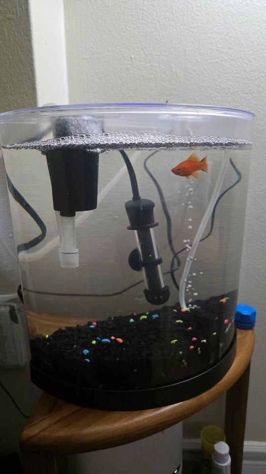 Glow Fish Tank – 3 Gallon