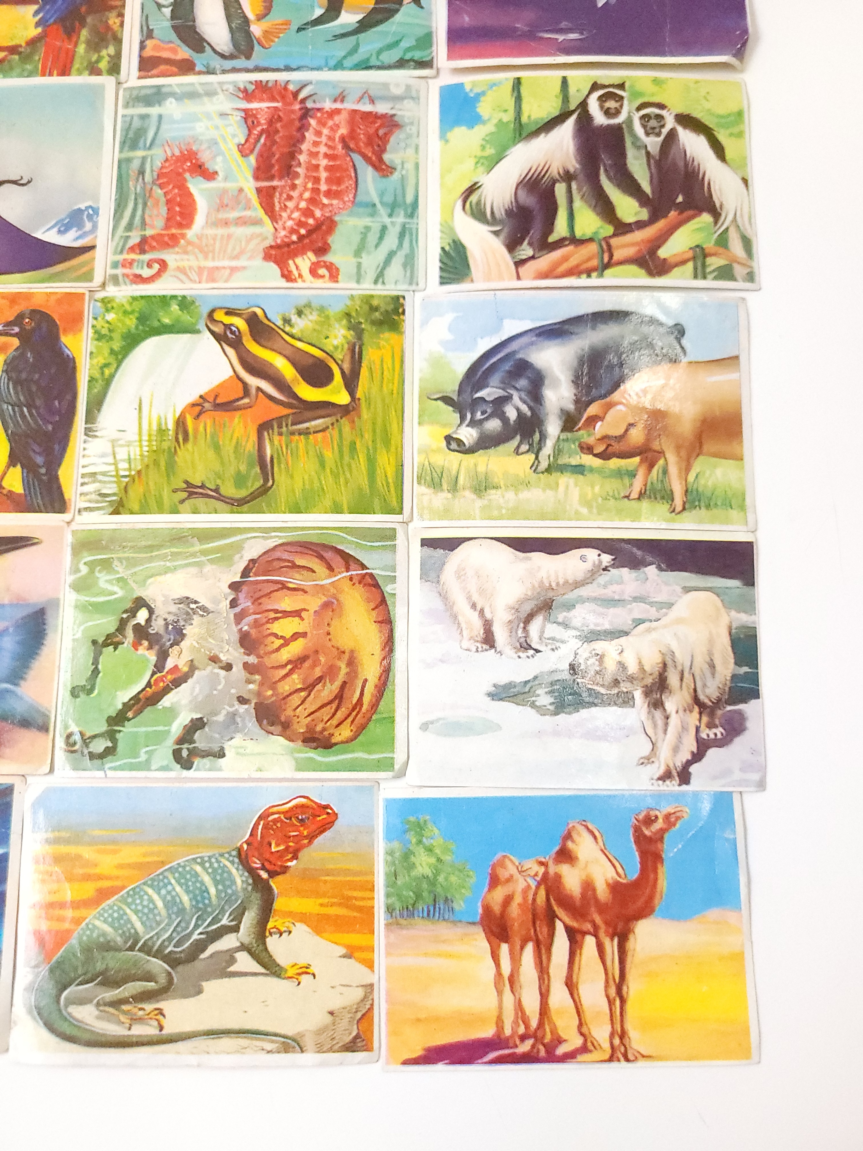1970 Wonders of the Animal Kingdom Trading Cards Lot of 56 - photo 3
