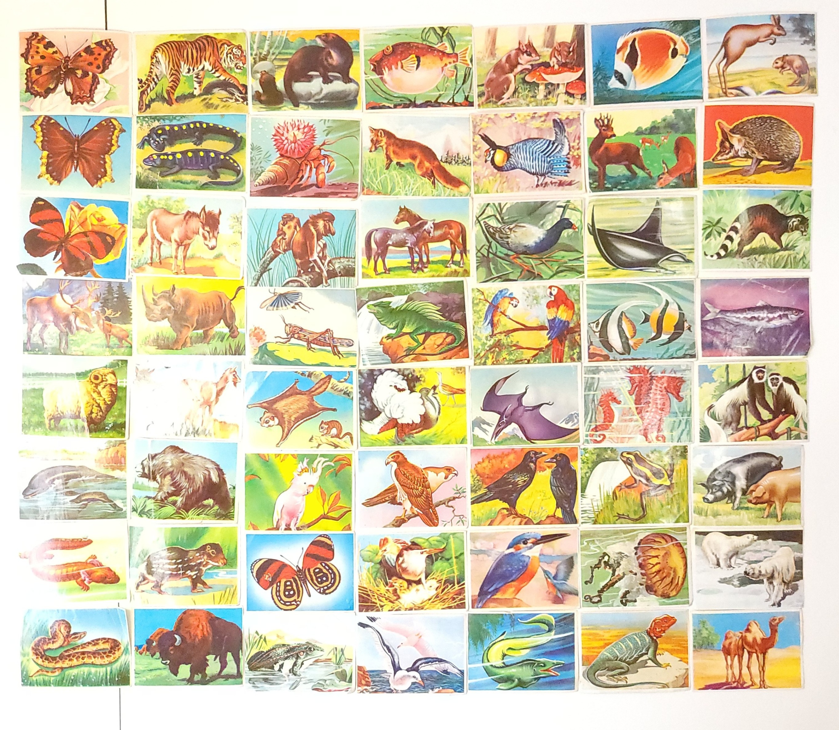 1970 Wonders of the Animal Kingdom Trading Cards Lot of 56