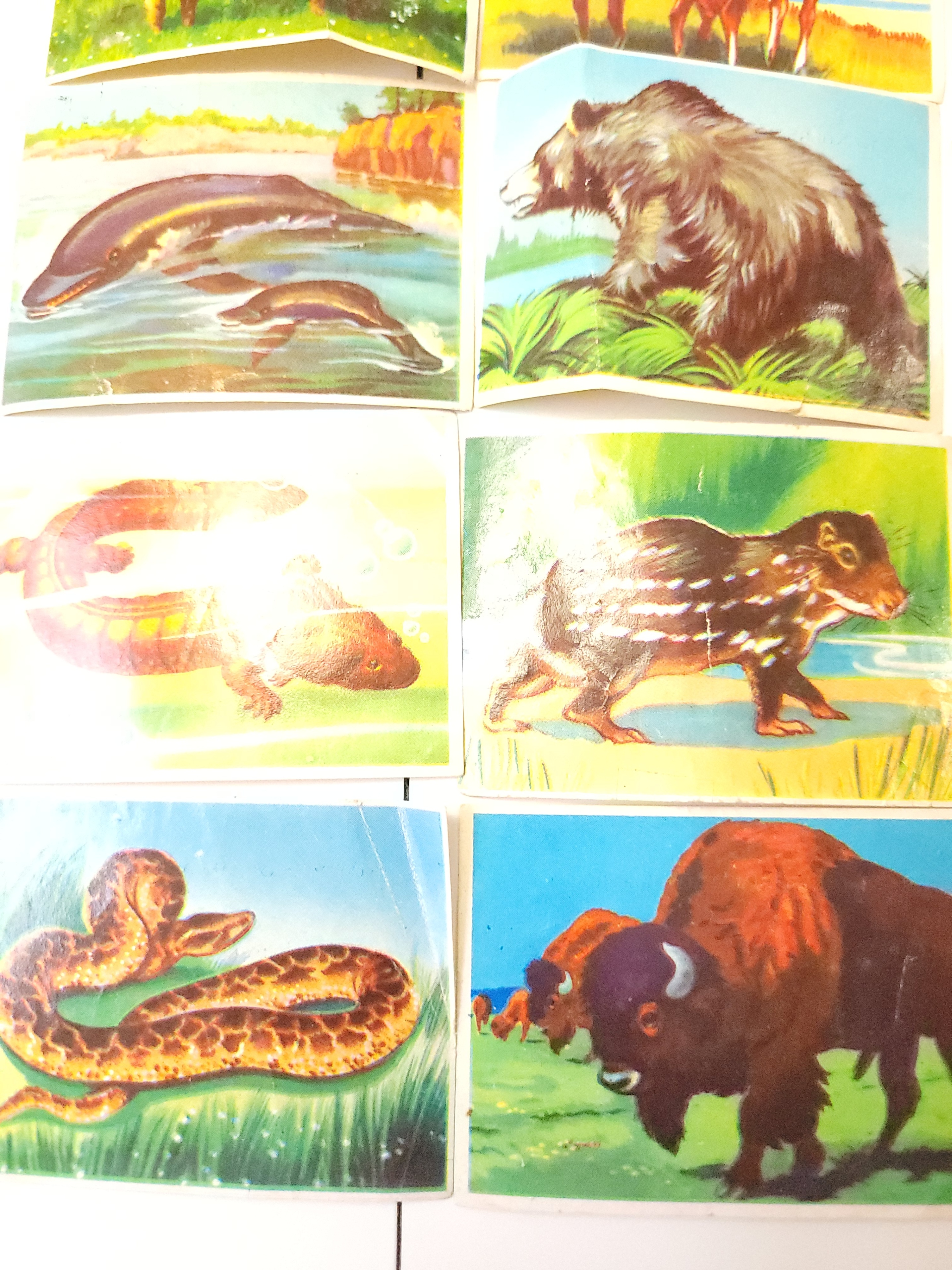 1970 Wonders of the Animal Kingdom Trading Cards Lot of 56 - photo 4