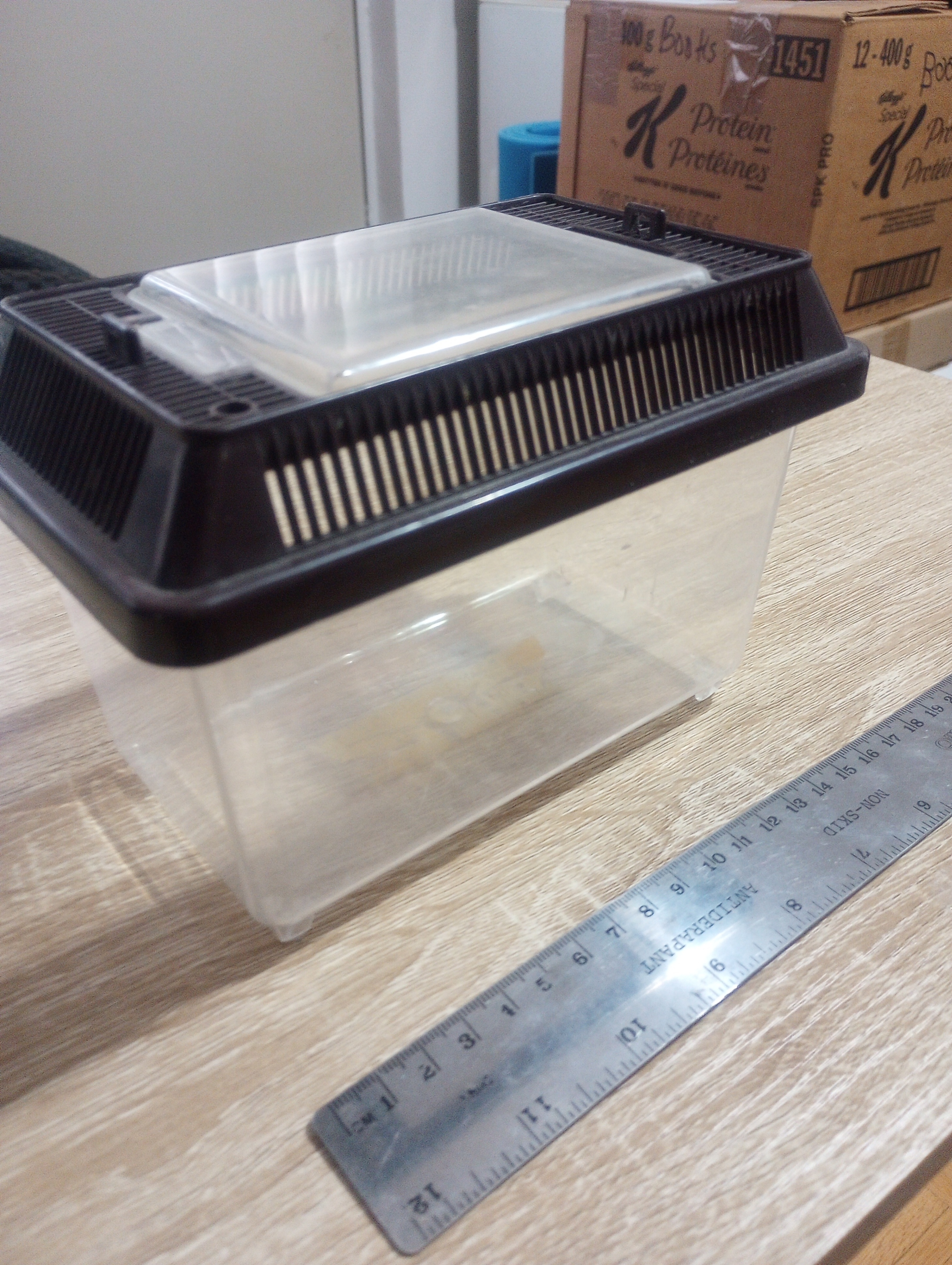 Small Portable Plastic Terrarium