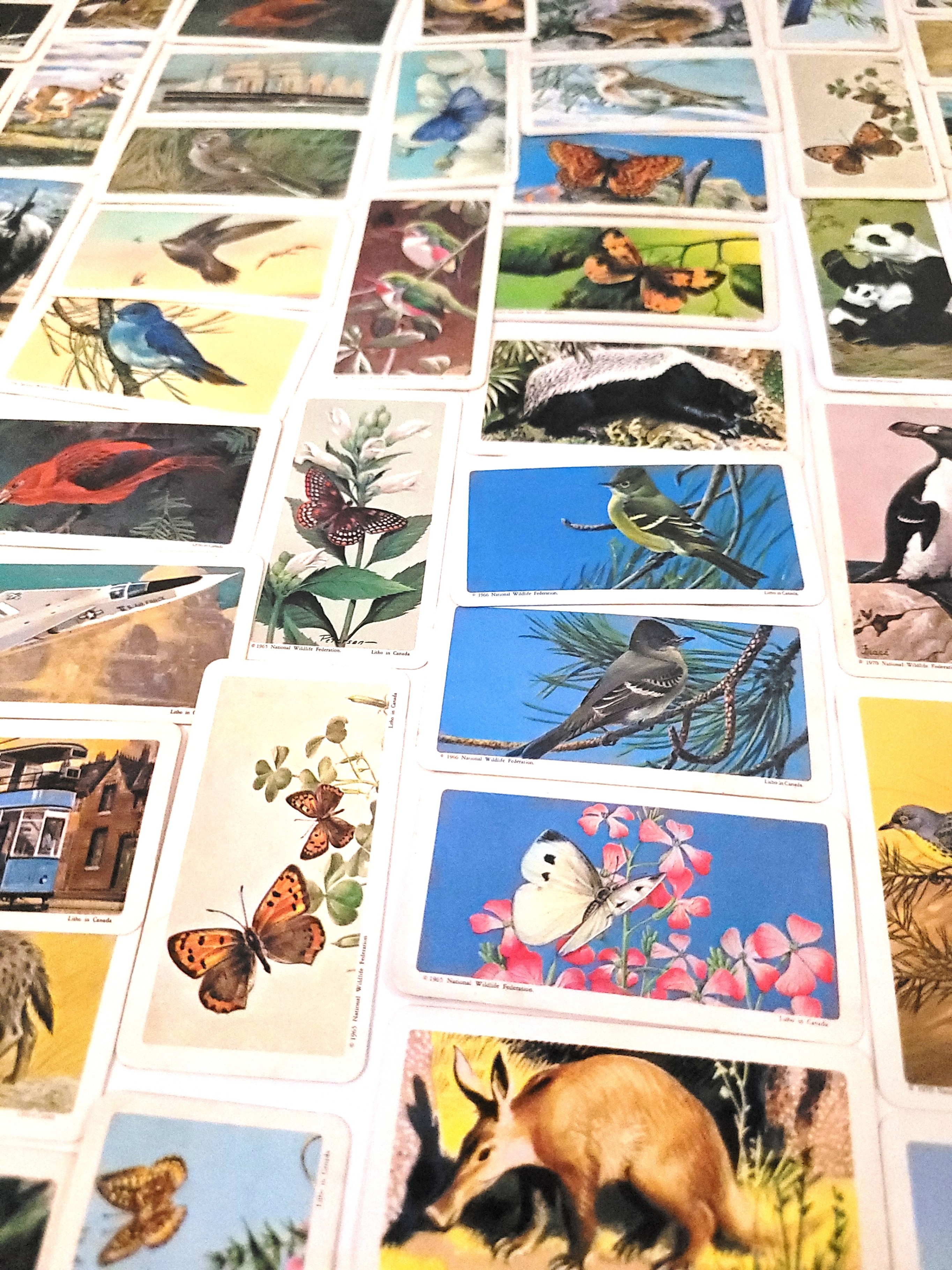 Lot of 189 Vintage Red Rose Tea Cards 1960-73 Space Age & Animal - photo 2