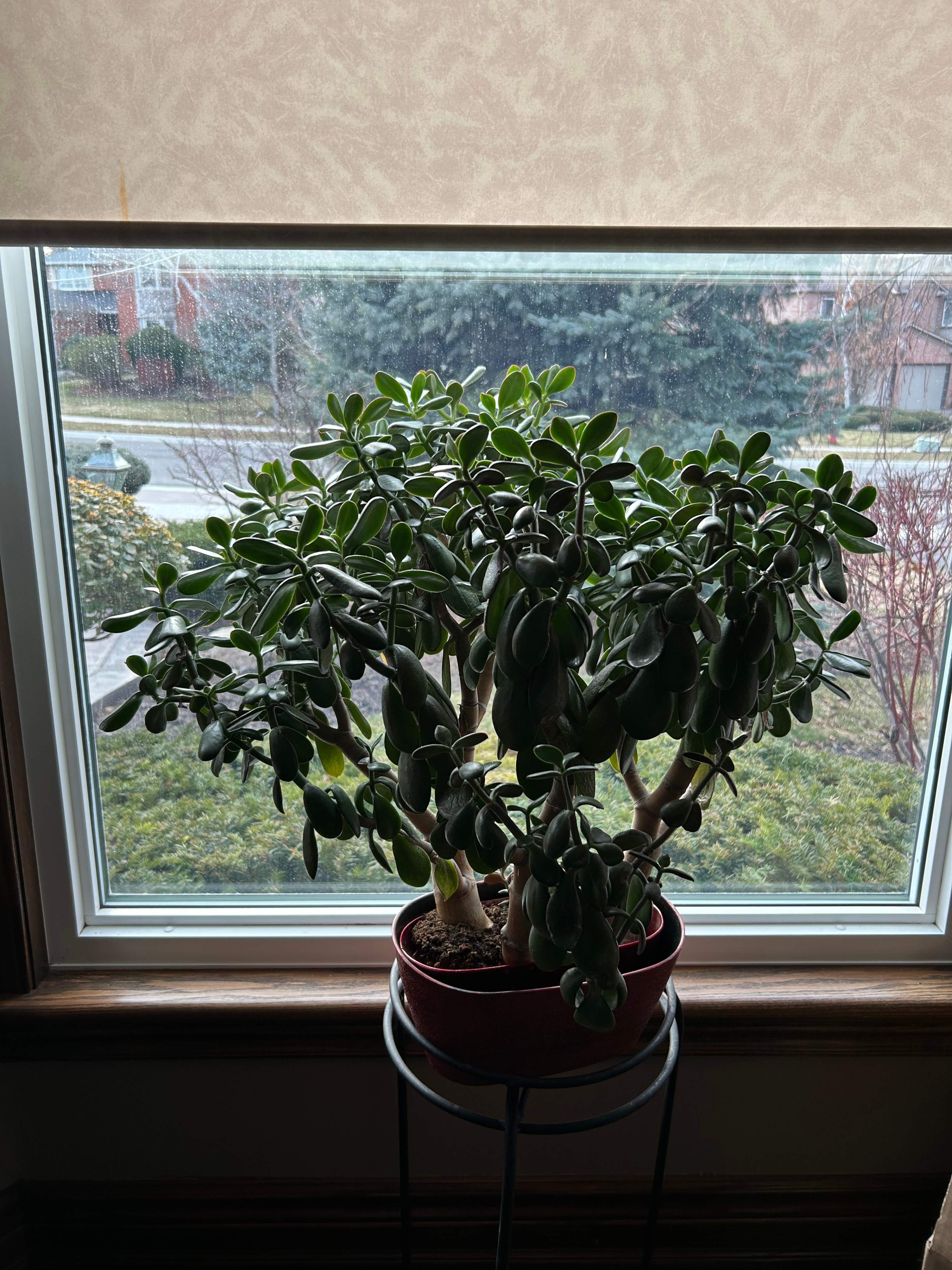 Plant Seeking New Home