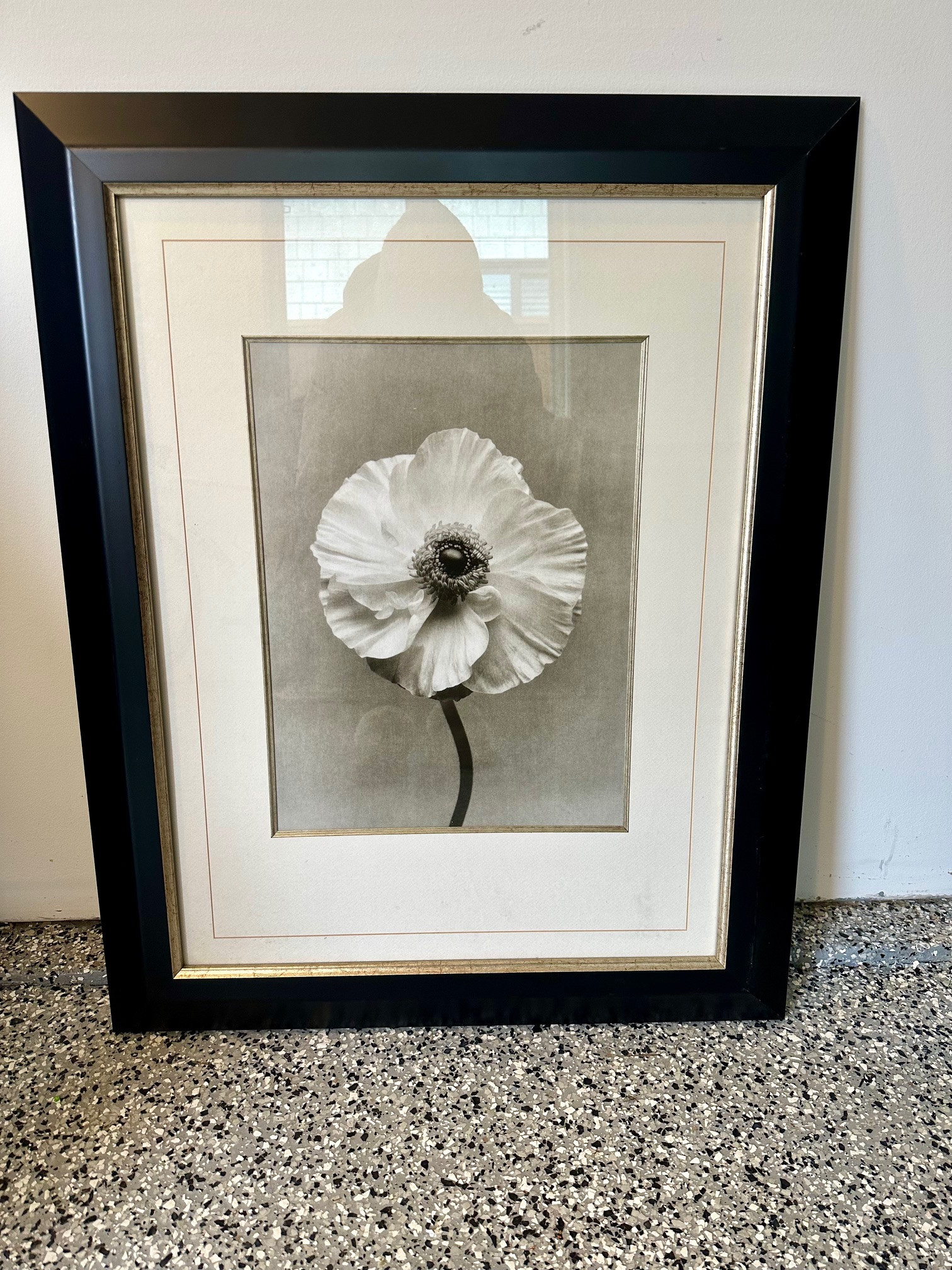 Framed silverprint poppy