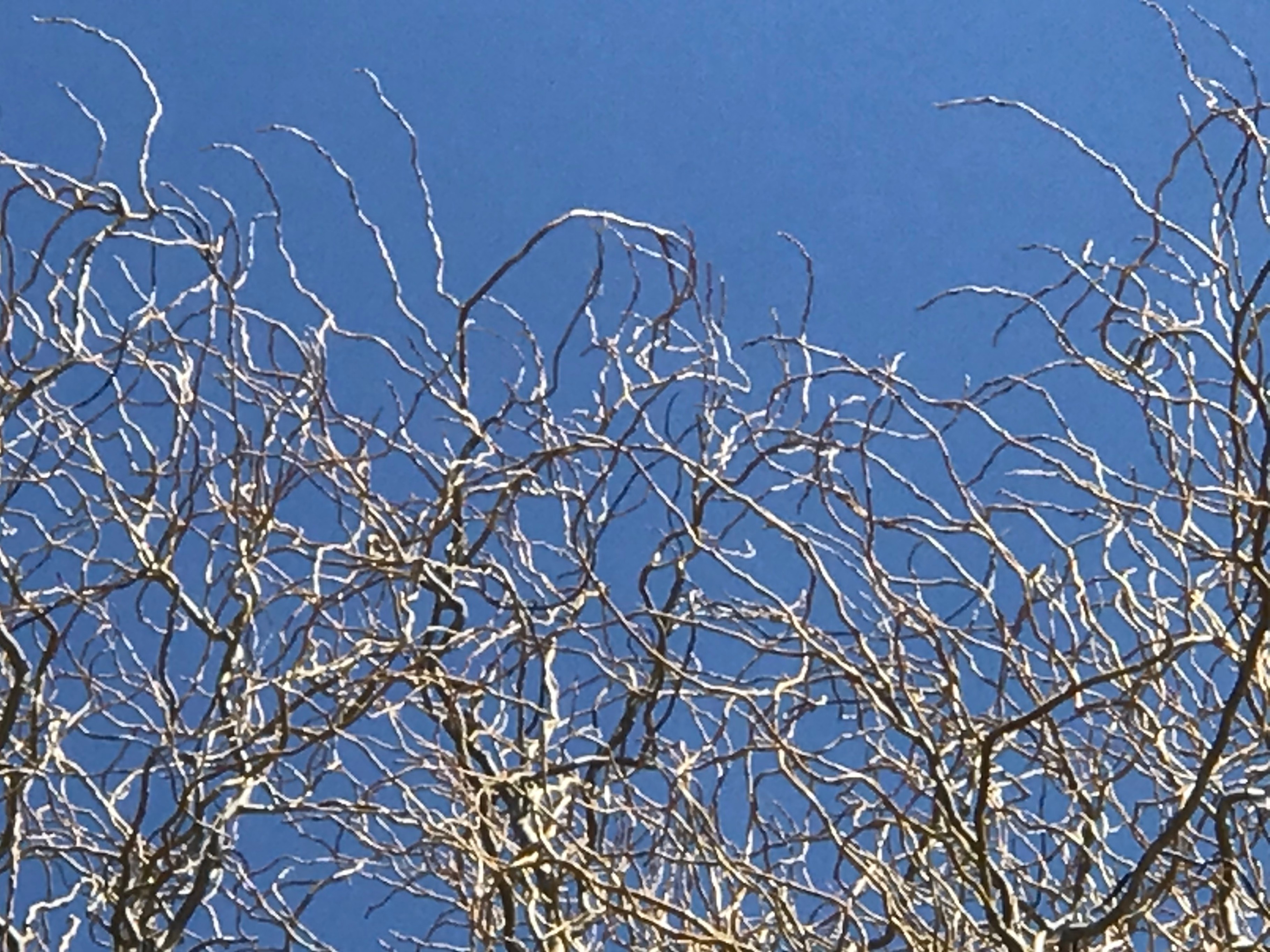 Willow Cuttings- Bonsai, Corkscrew, Weeping, Pussy, Super - photo 3