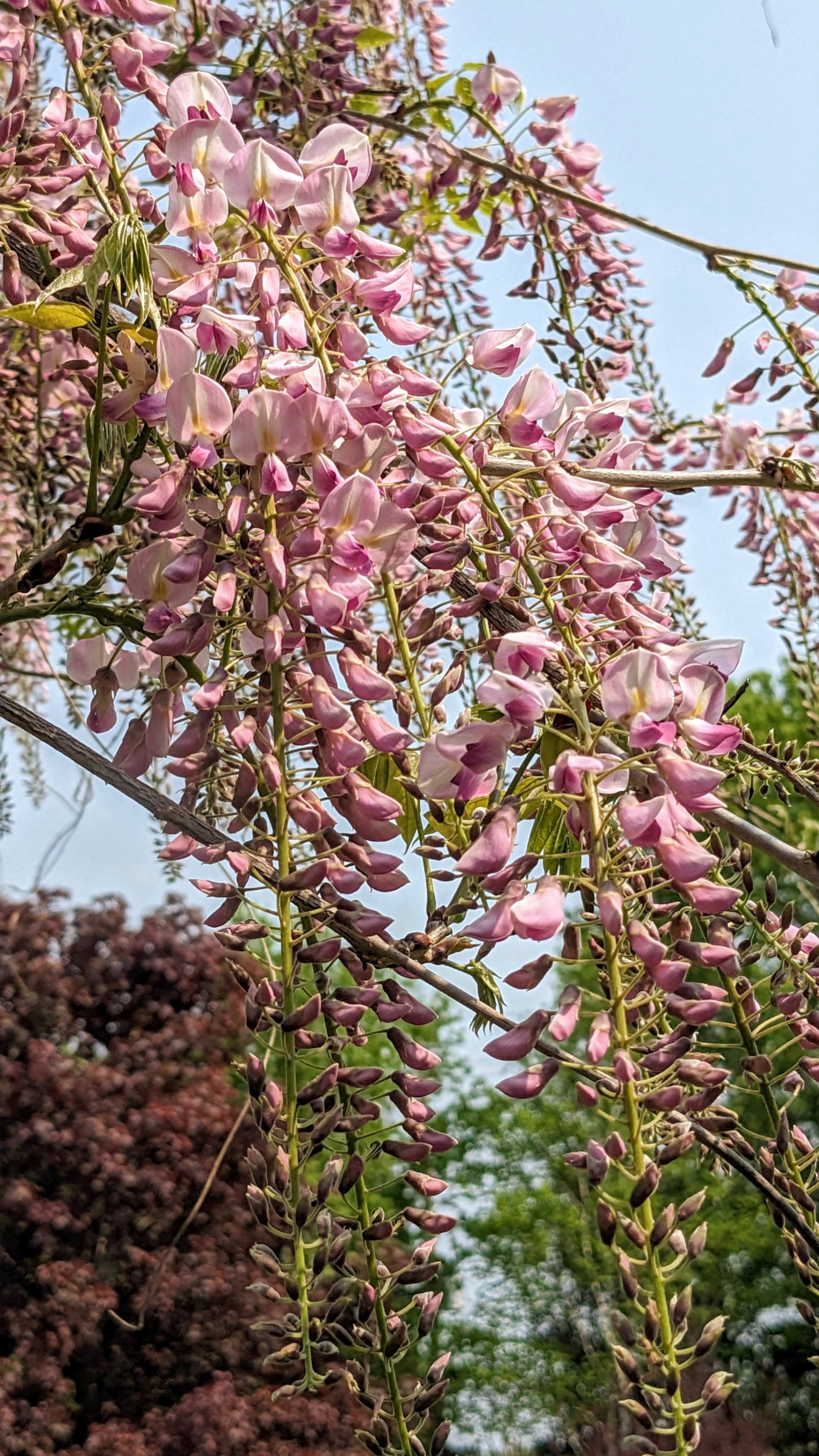 🌸 Pink /Mauve Wisteria Plants – Add Charm to Your Garden! 🌸