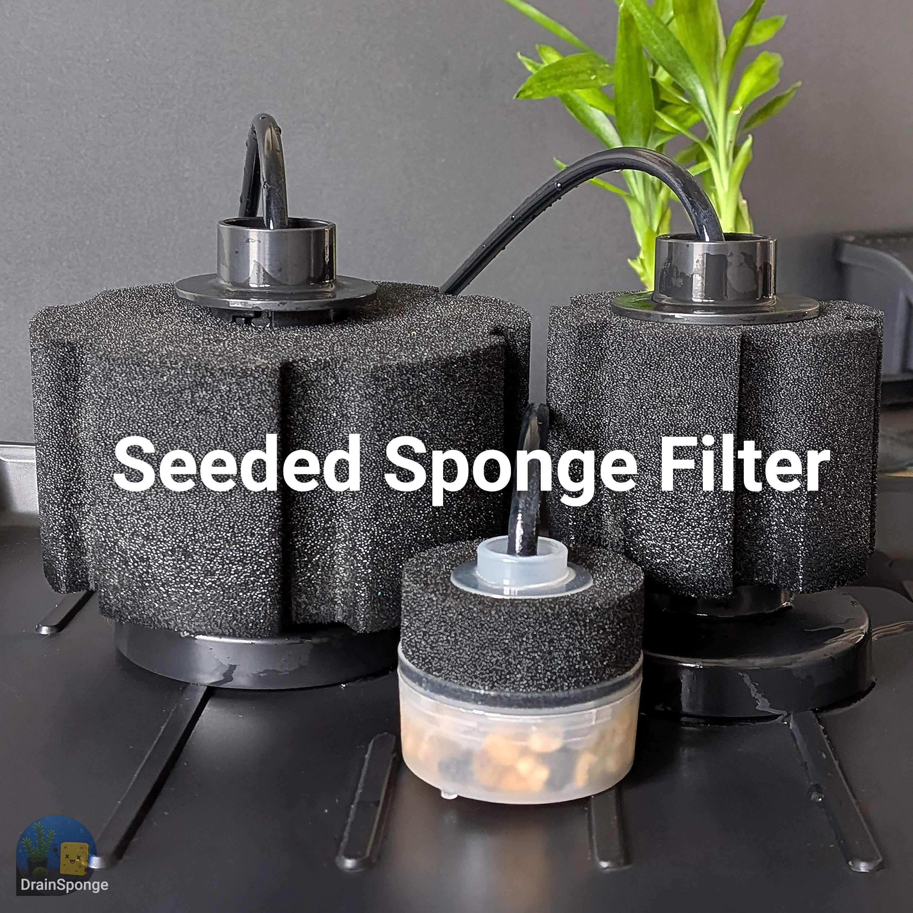 🧽 Seeded Sponge Filter – Ready to Use🐟