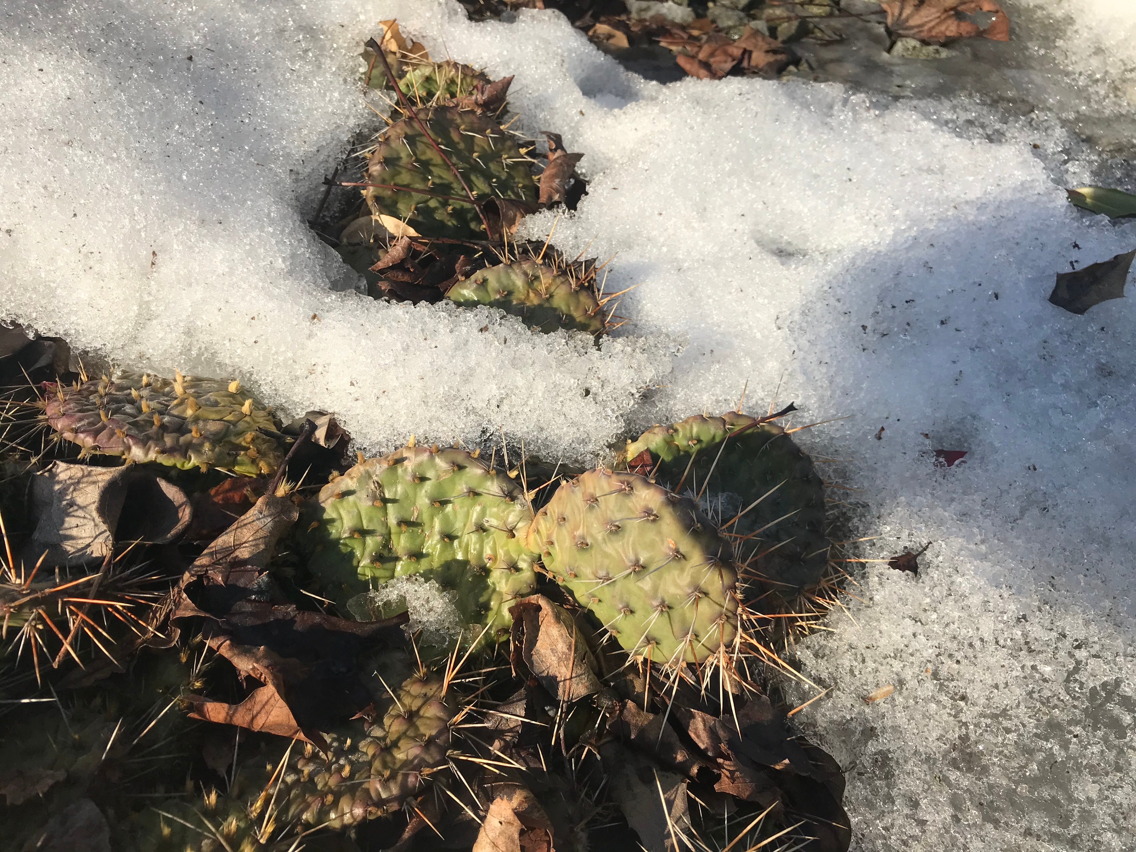 Winter Hardy Yellow Flowering Cactus -Easy to Root Pads - photo 4