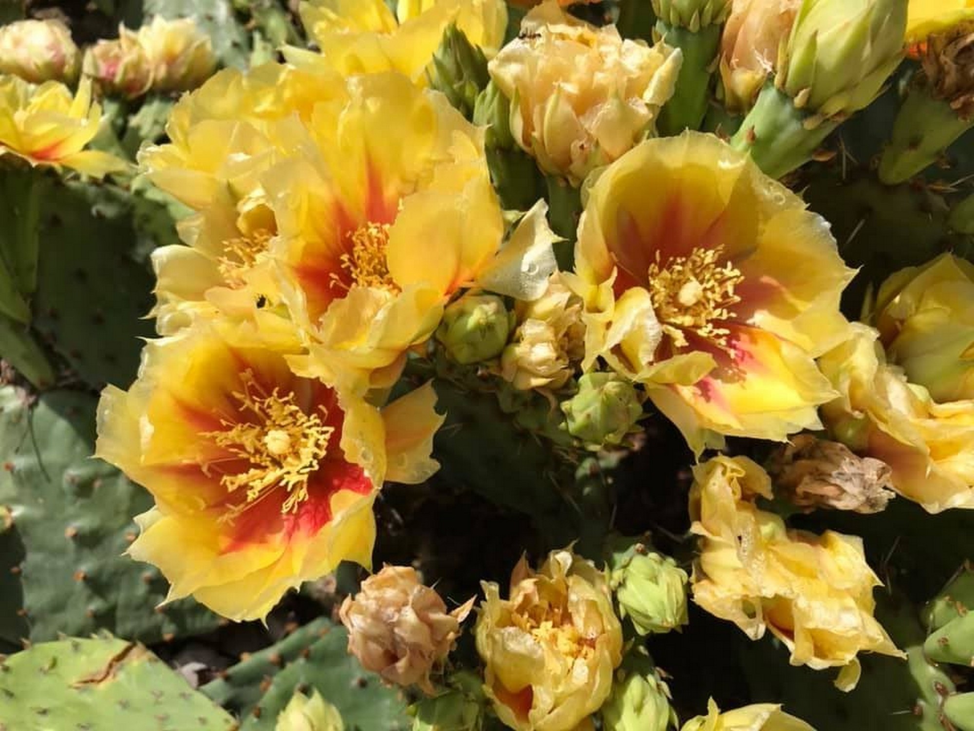 Winter Hardy Yellow Flowering Cactus -Easy to Root Pads - photo 3