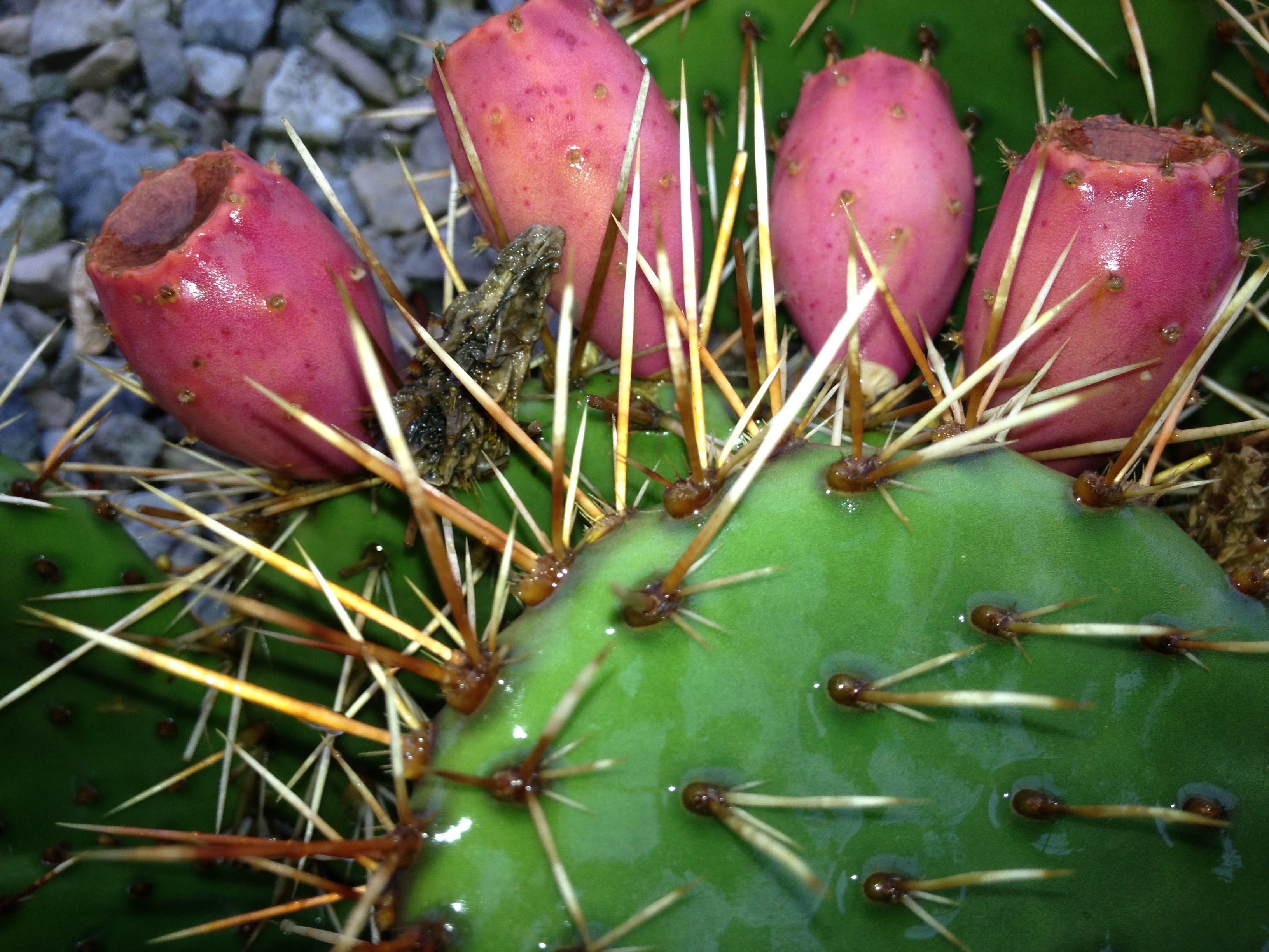 Winter Hardy Yellow Flowering Cactus -Easy to Root Pads - photo 5