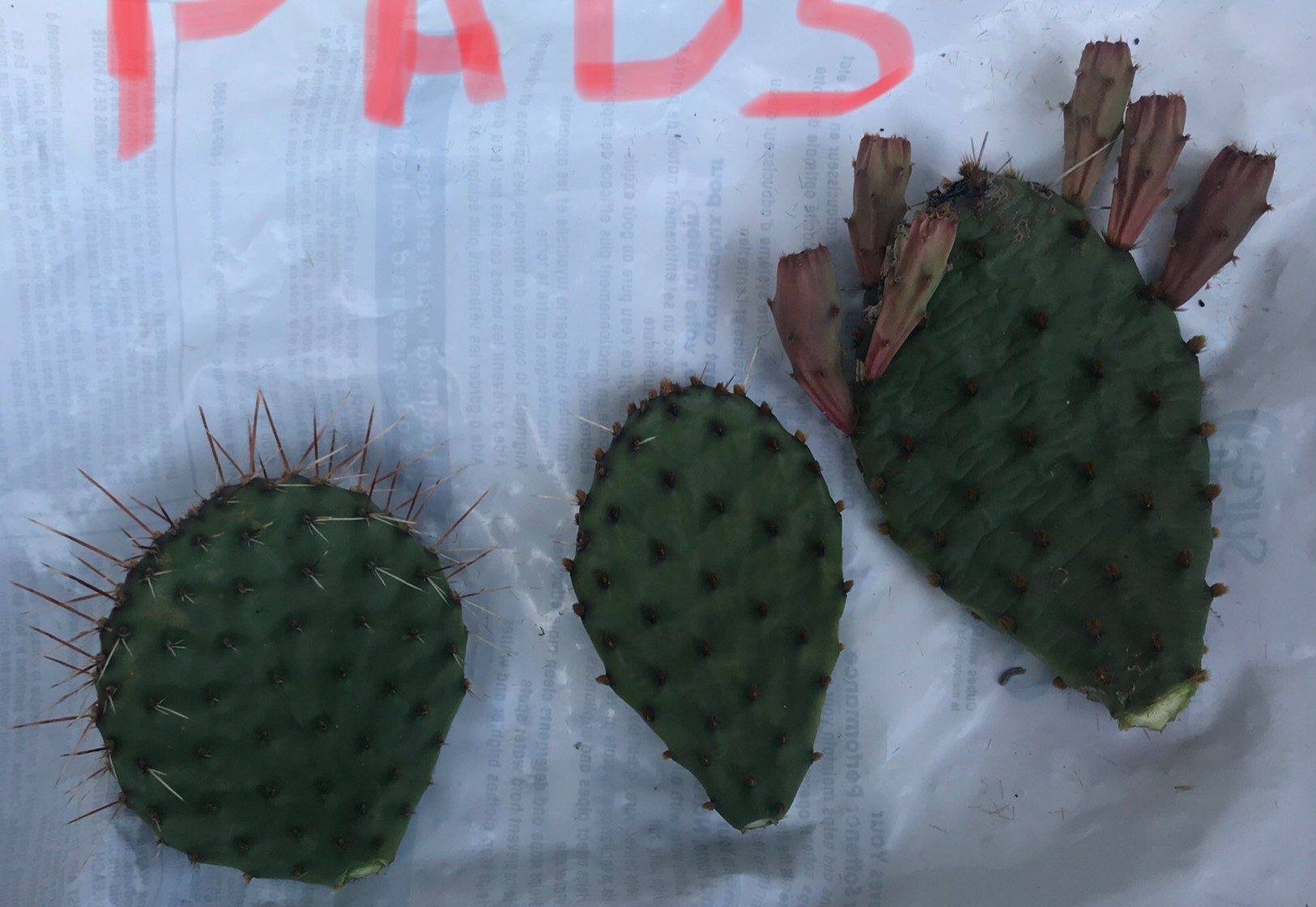 Winter Hardy Yellow Flowering Cactus -Easy to Root Pads - photo 2