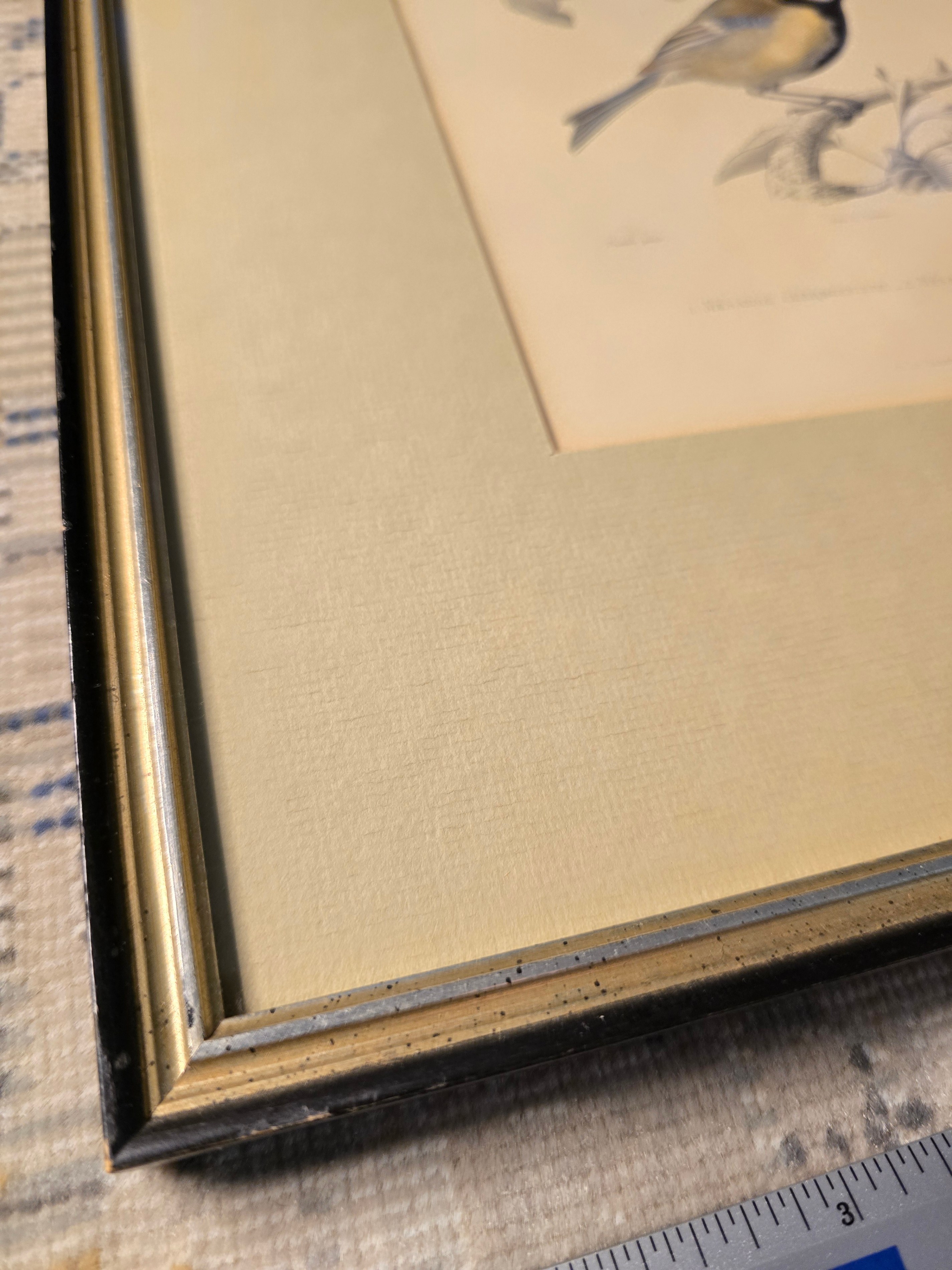 MOVING SALE - Antique Bird Print Framed - photo 2