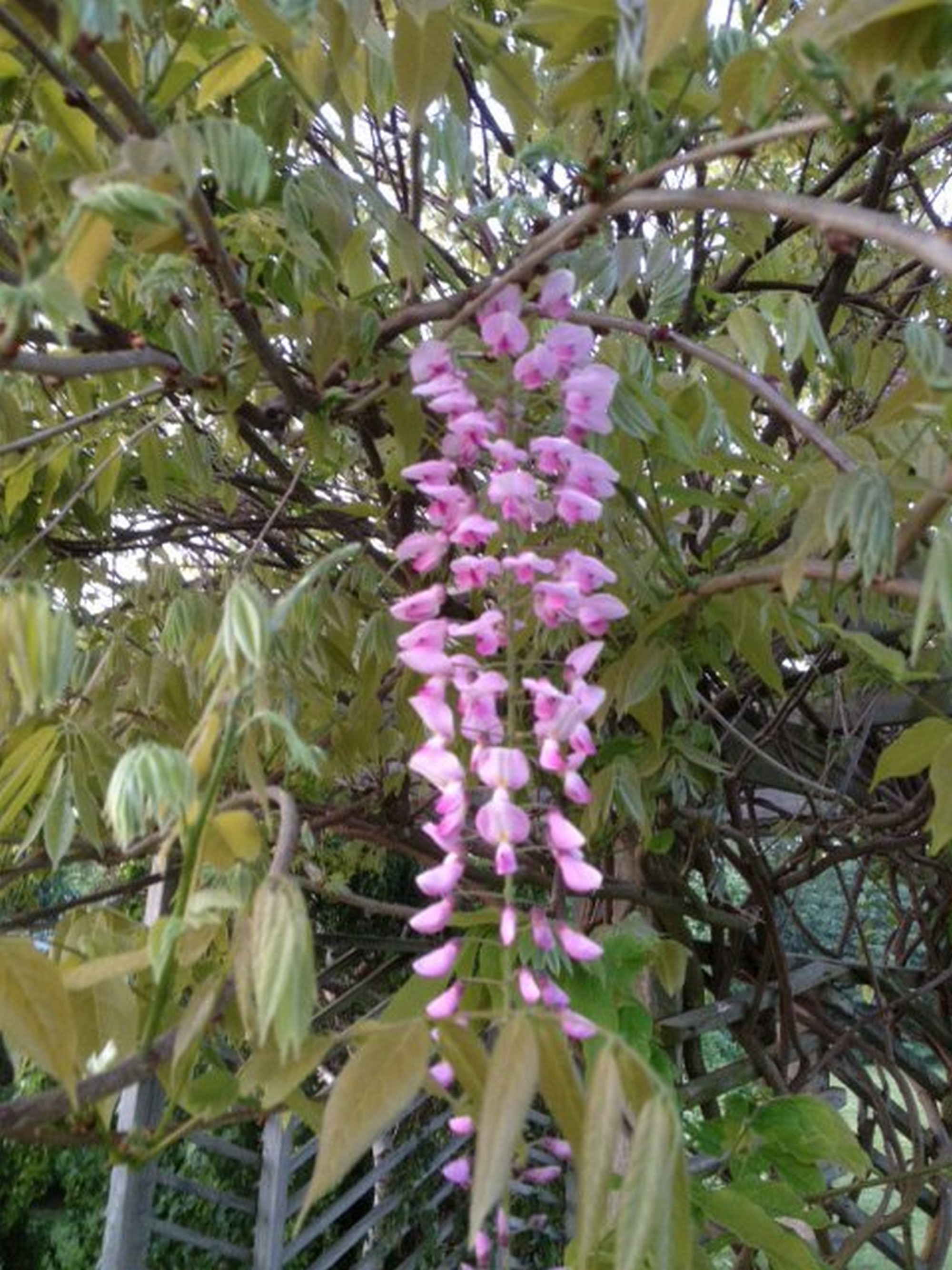 🌸 Pink /Mauve Wisteria Plants – Add Charm to Your Garden! 🌸 - photo 3