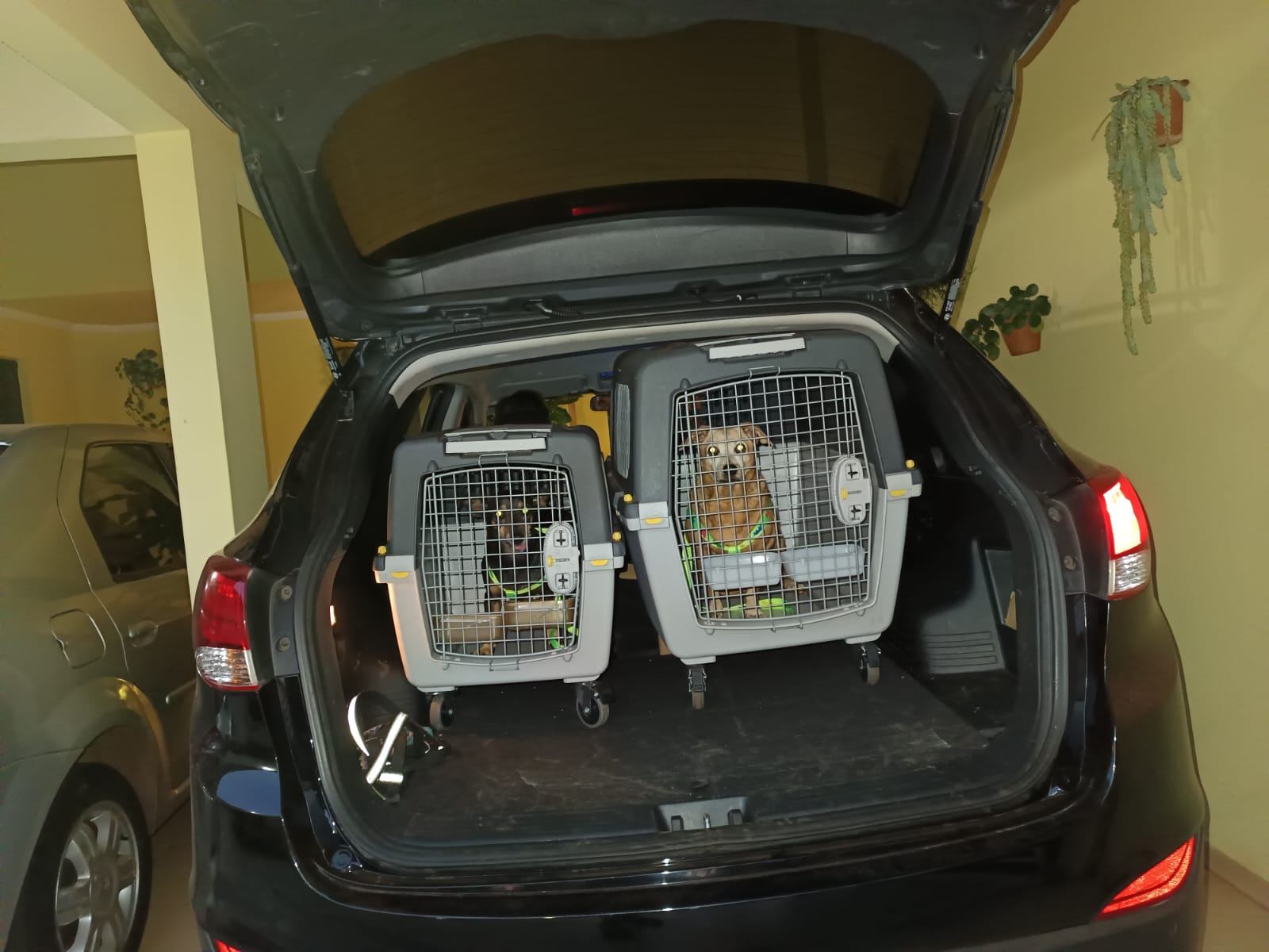 Stefanplast Gulliver 6 IATA Approved Dog Carrier - photo 5