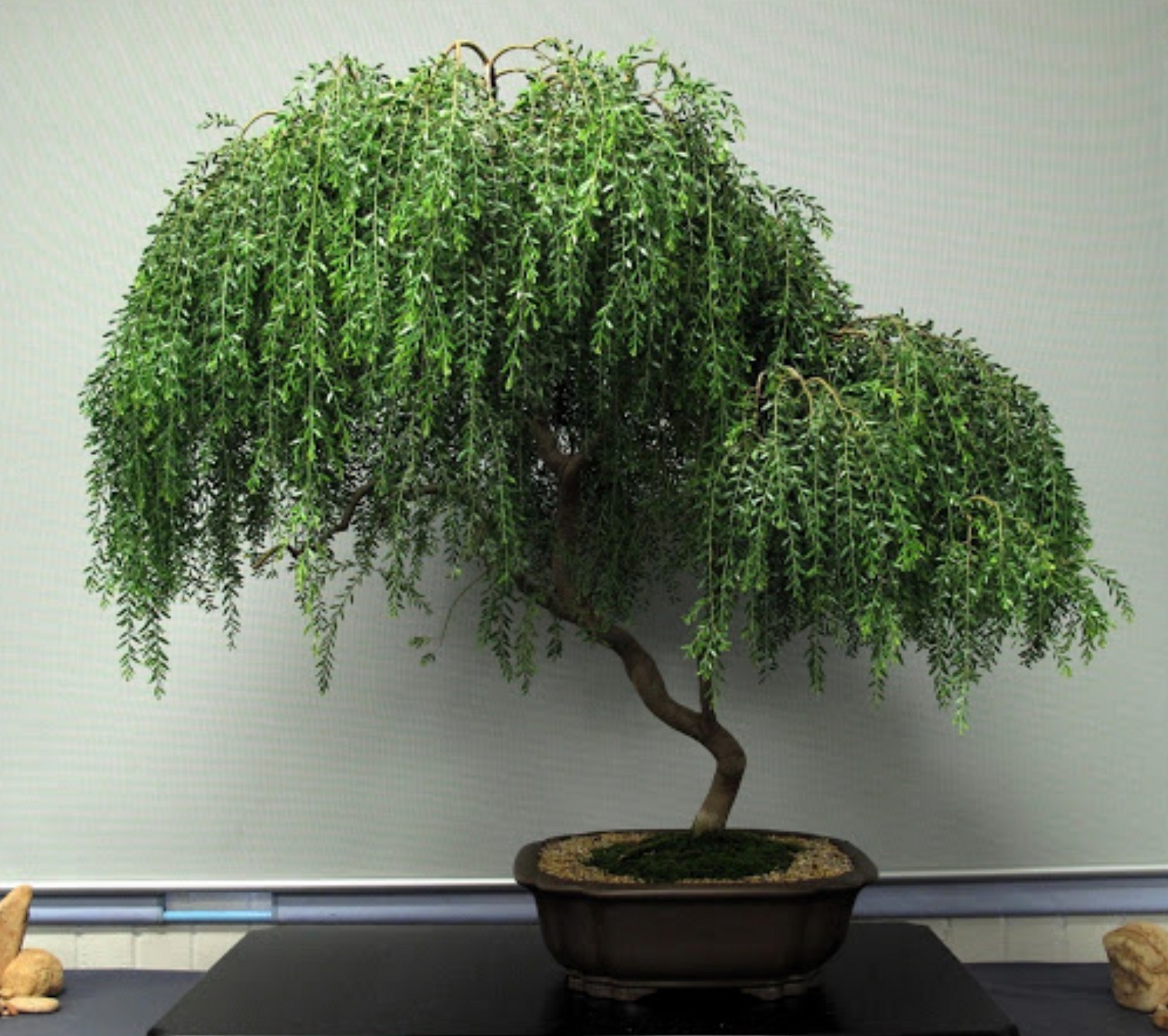 Willow Cuttings- Bonsai, Corkscrew, Weeping, Pussy, Super - photo 2