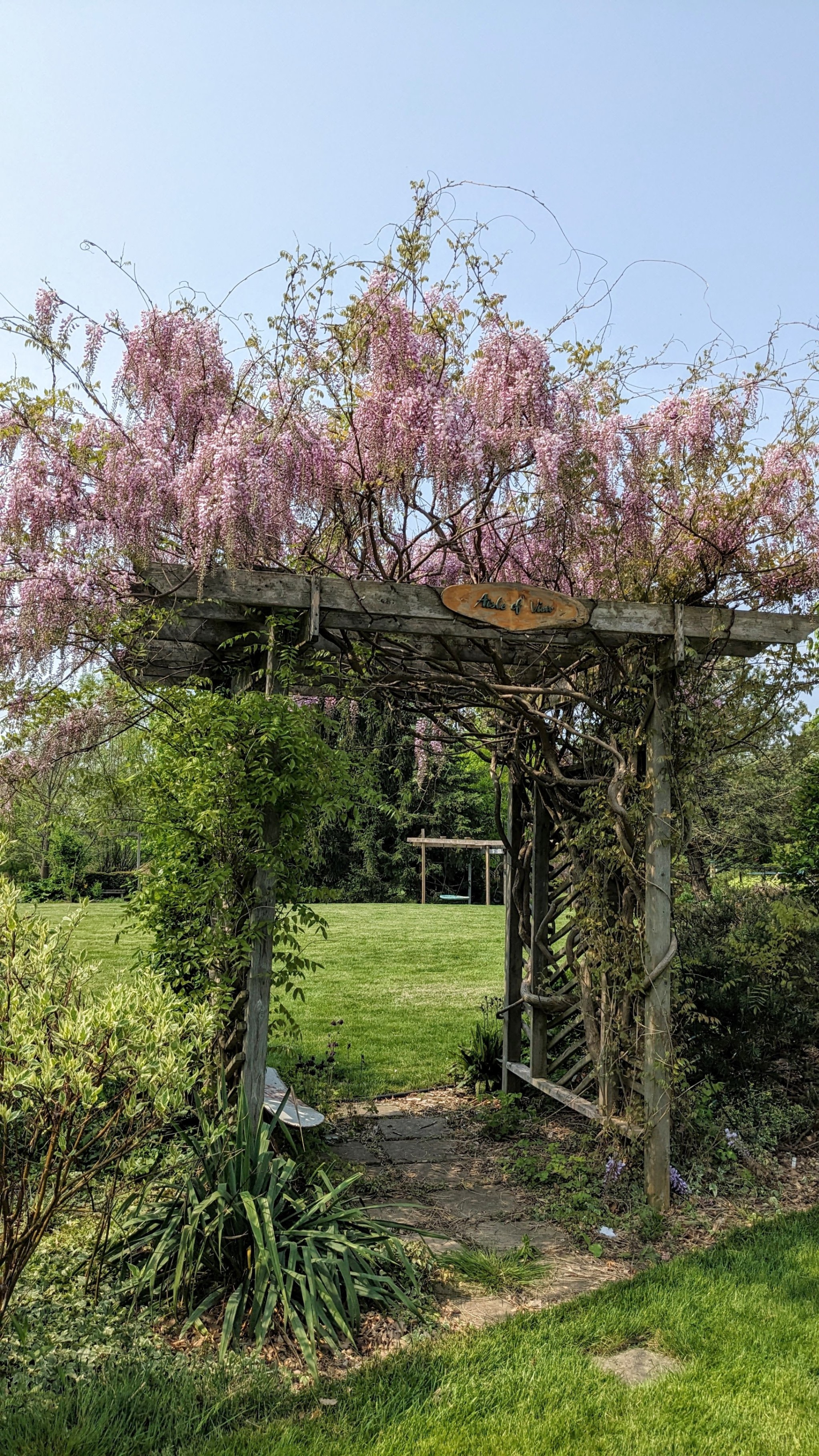 🌸 Pink /Mauve Wisteria Plants – Add Charm to Your Garden! 🌸 - photo 4