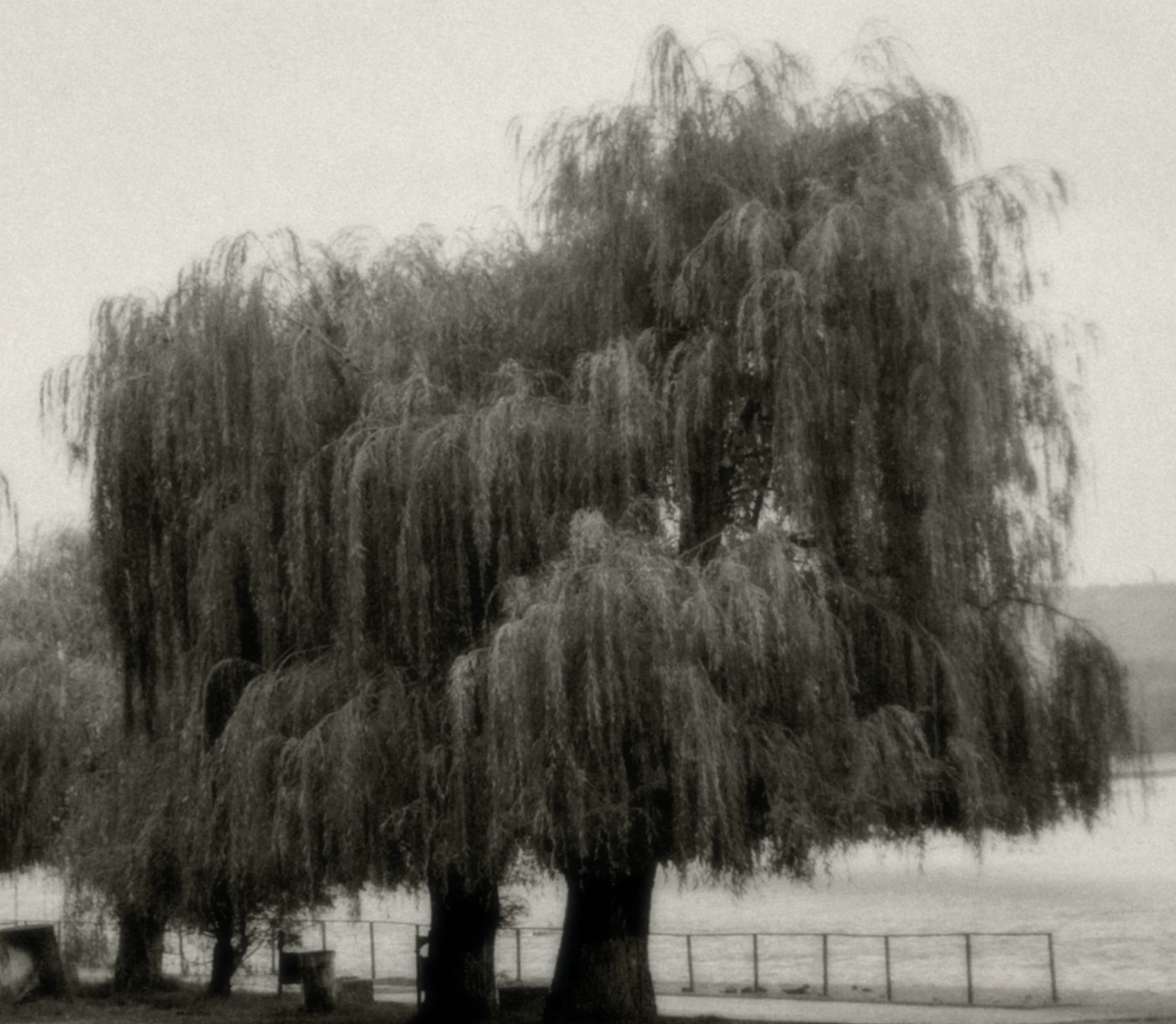 Willow Cuttings- Bonsai, Corkscrew, Weeping, Pussy, Super - photo 4