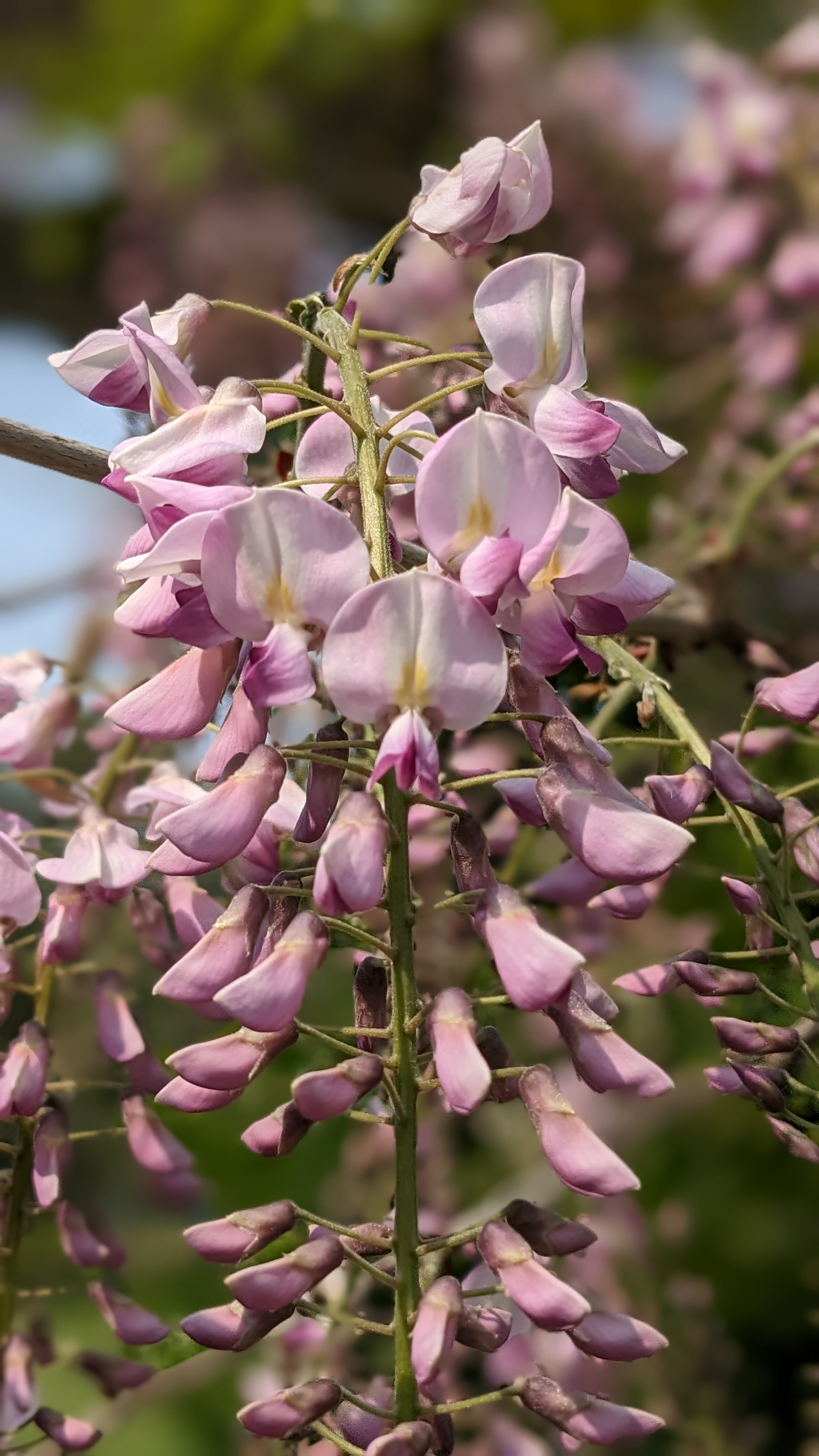 🌸 Pink /Mauve Wisteria Plants – Add Charm to Your Garden! 🌸 - photo 5