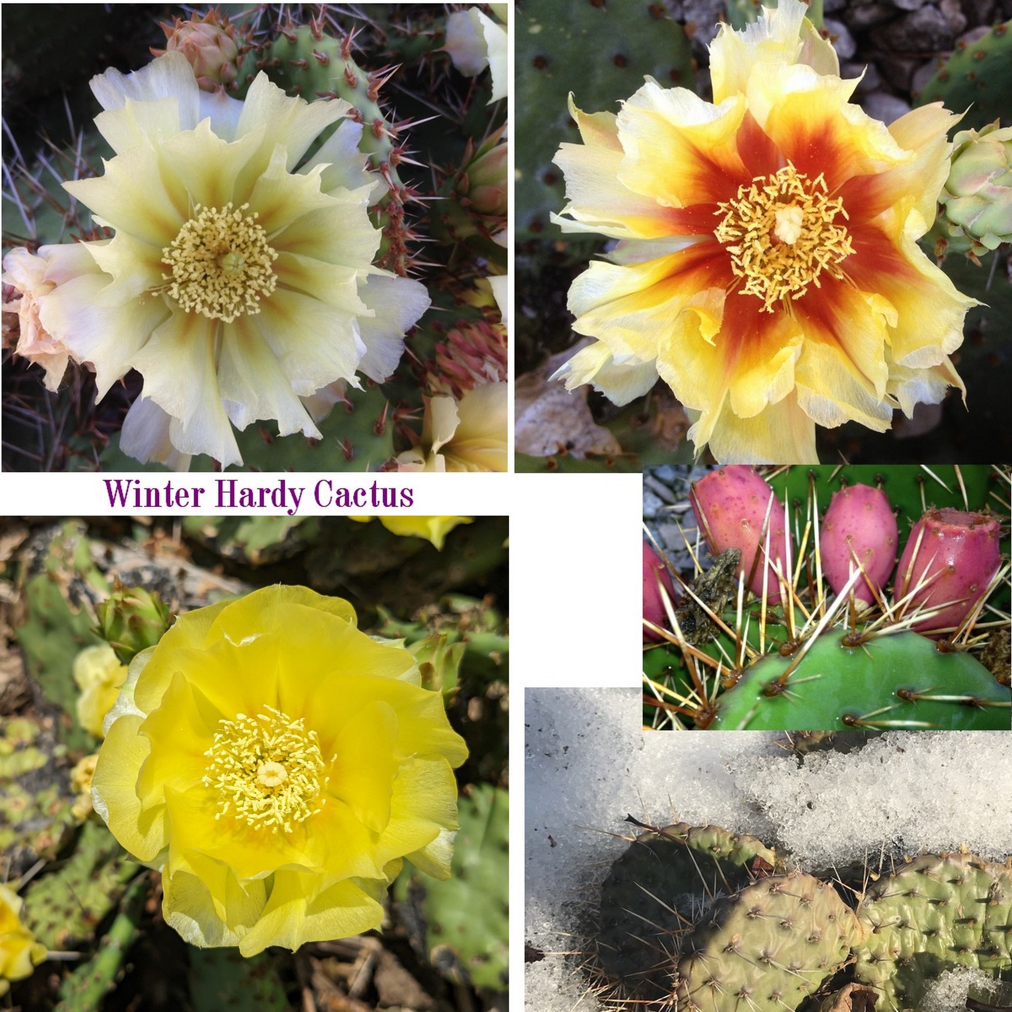 Winter Hardy Yellow Flowering Cactus -Easy to Root Pads