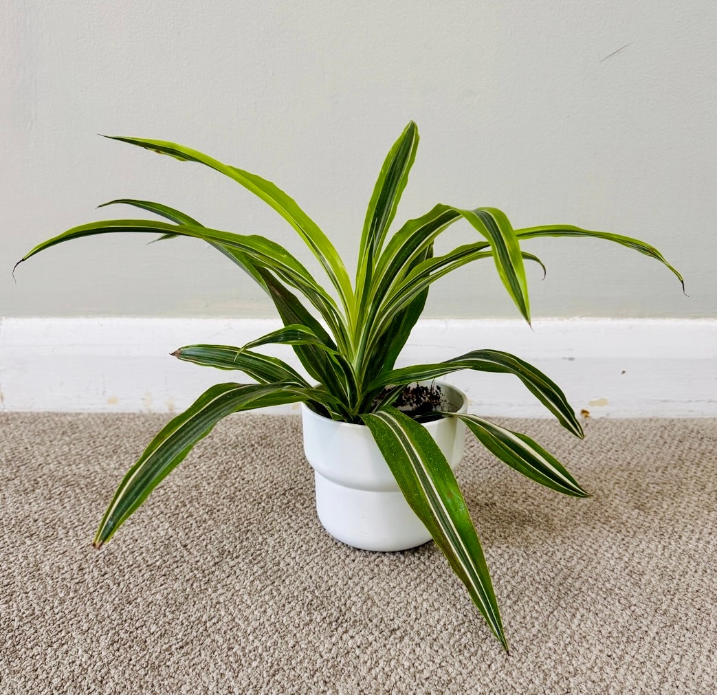 Natural Indoor Plants - DRACAENA LEMON LIME
