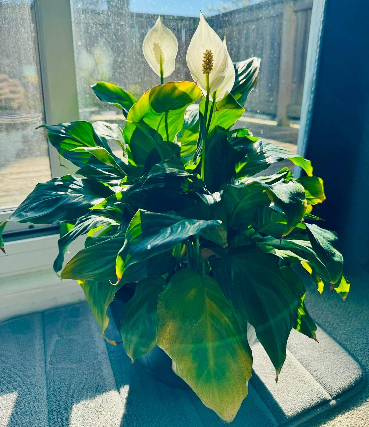 Peace Lily Plant
