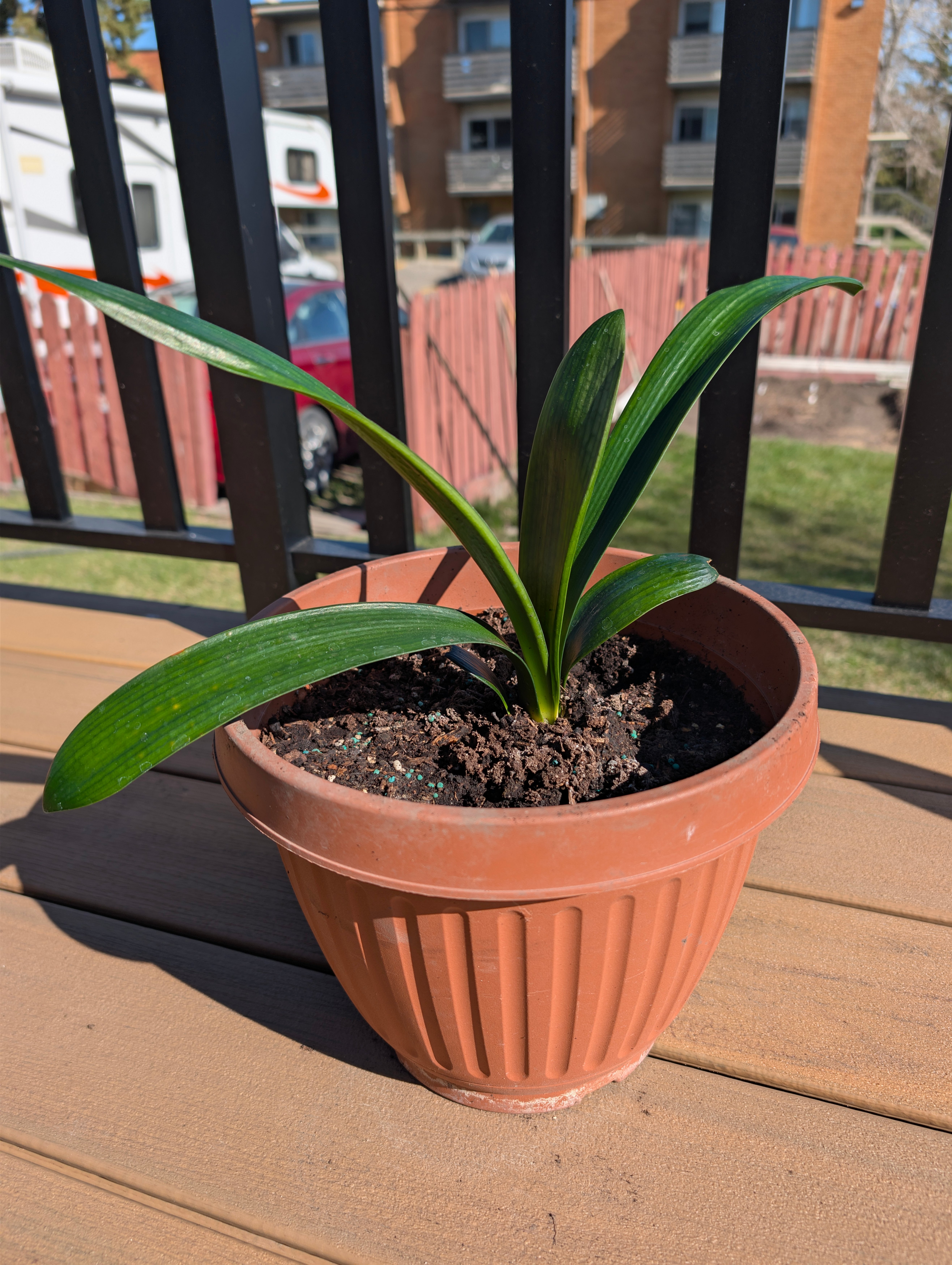 Clivia Plant