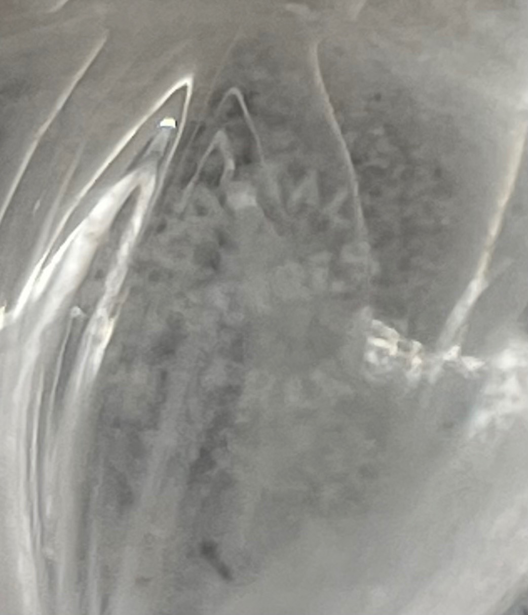 Huge 17.5” Signed Sèvres France Crystal Vase - photo 4