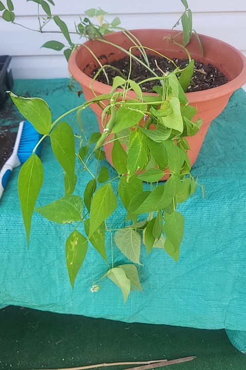 14 inch Bean planter