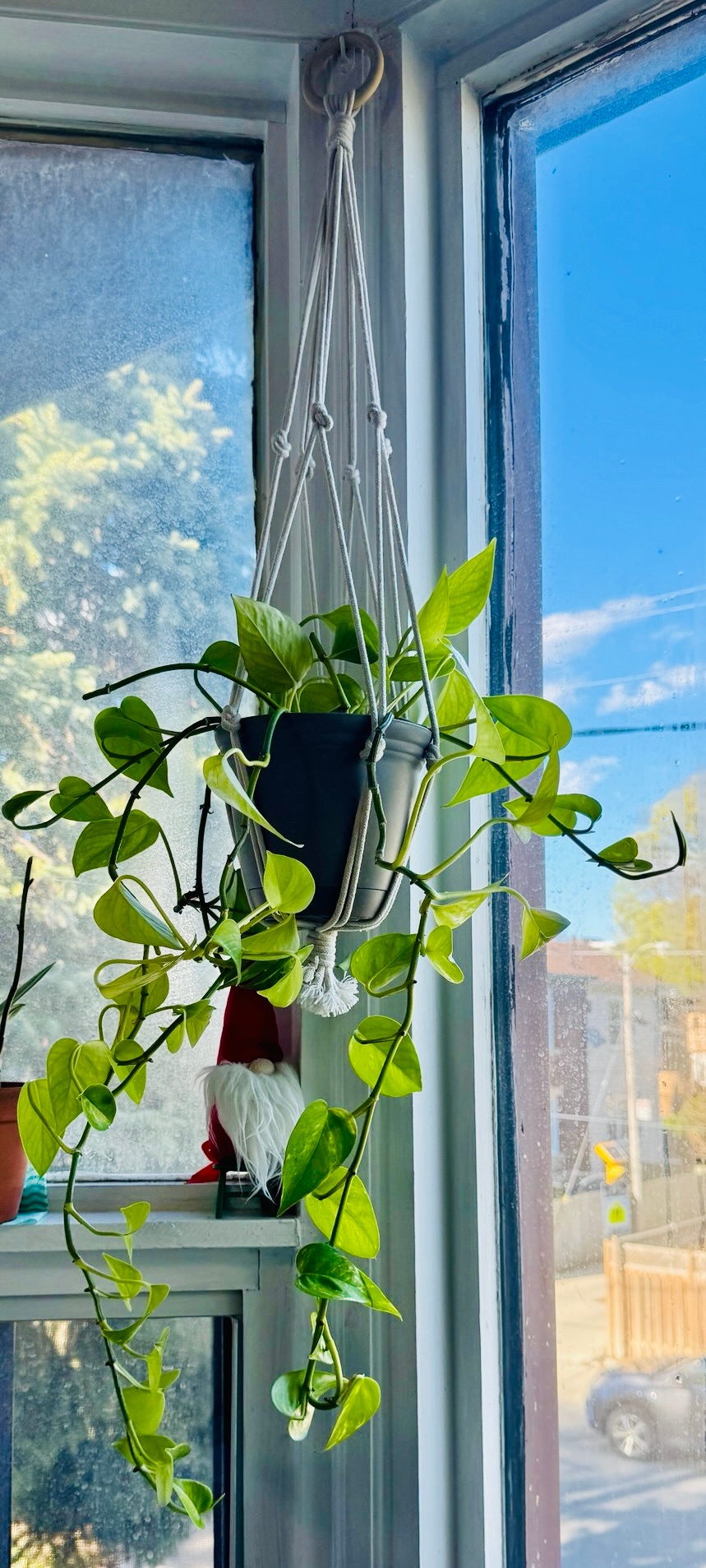 Pothos Plant in Hanging Macrame Holder - photo 2