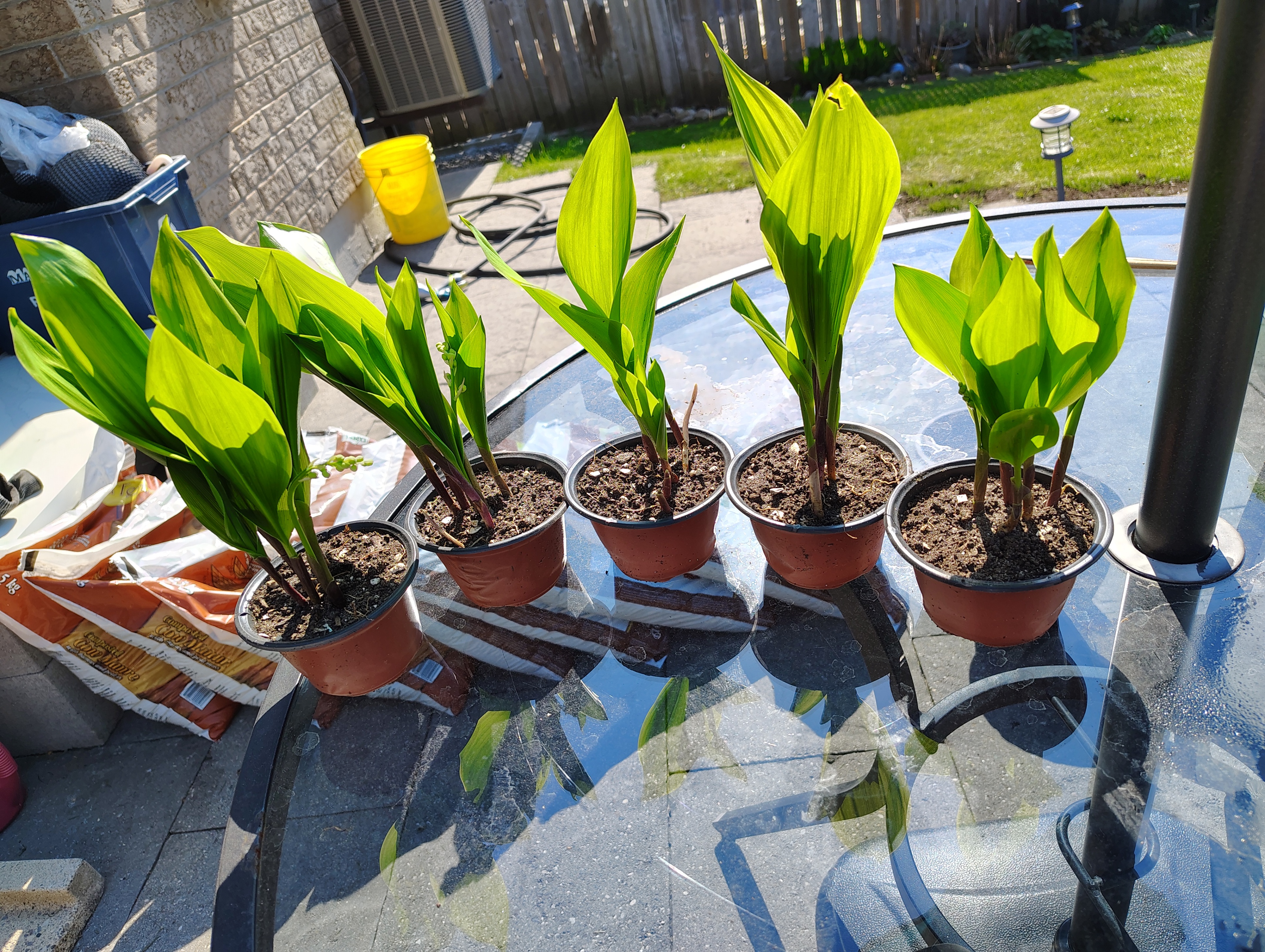 HEALTHY FRESH Perennial Lily of the Valley Flower
