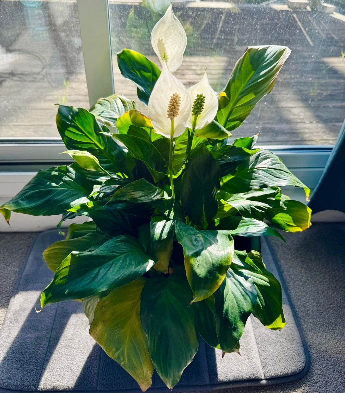 Peace Lily Plant - photo 2