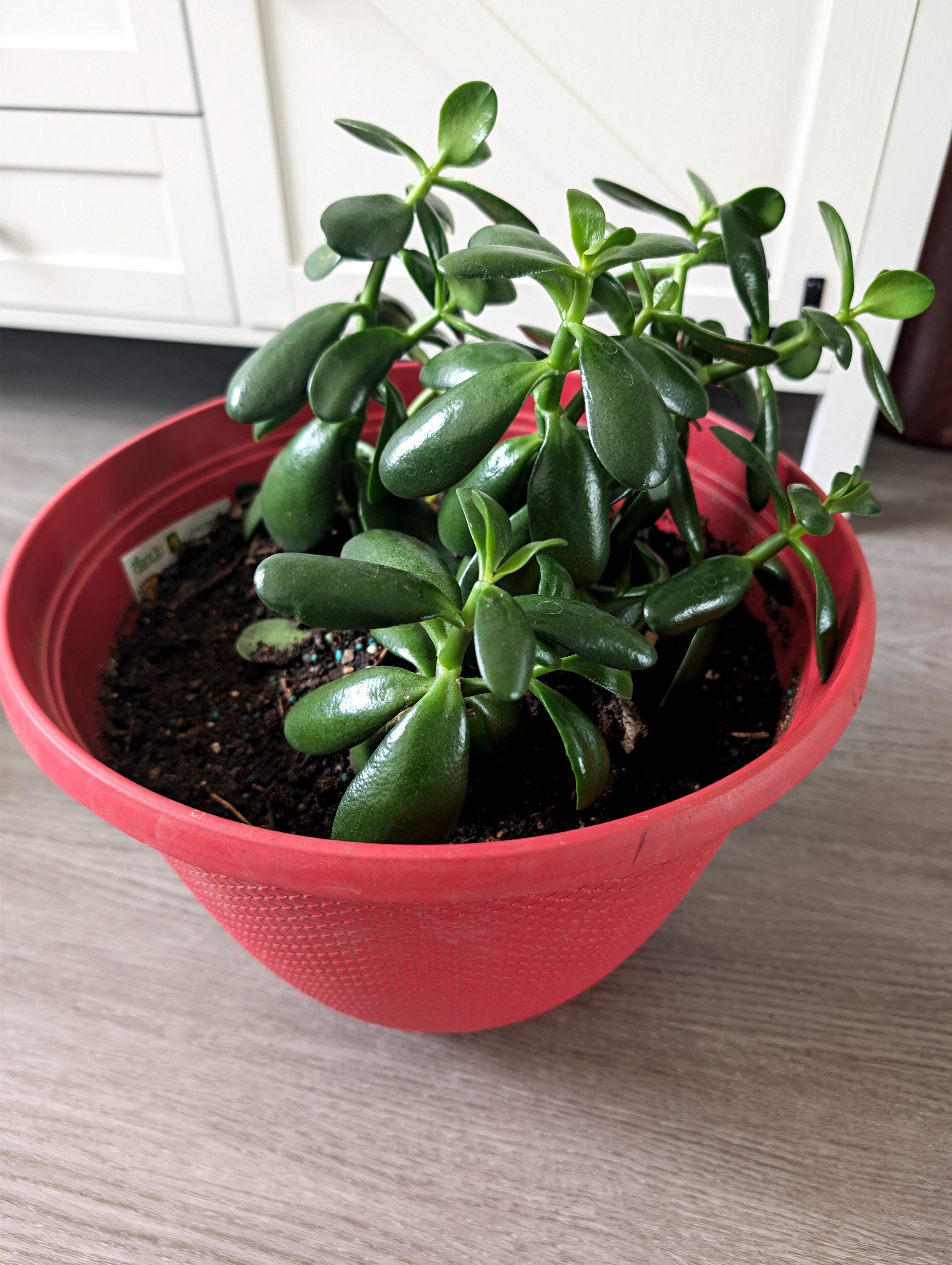 Jade Plant