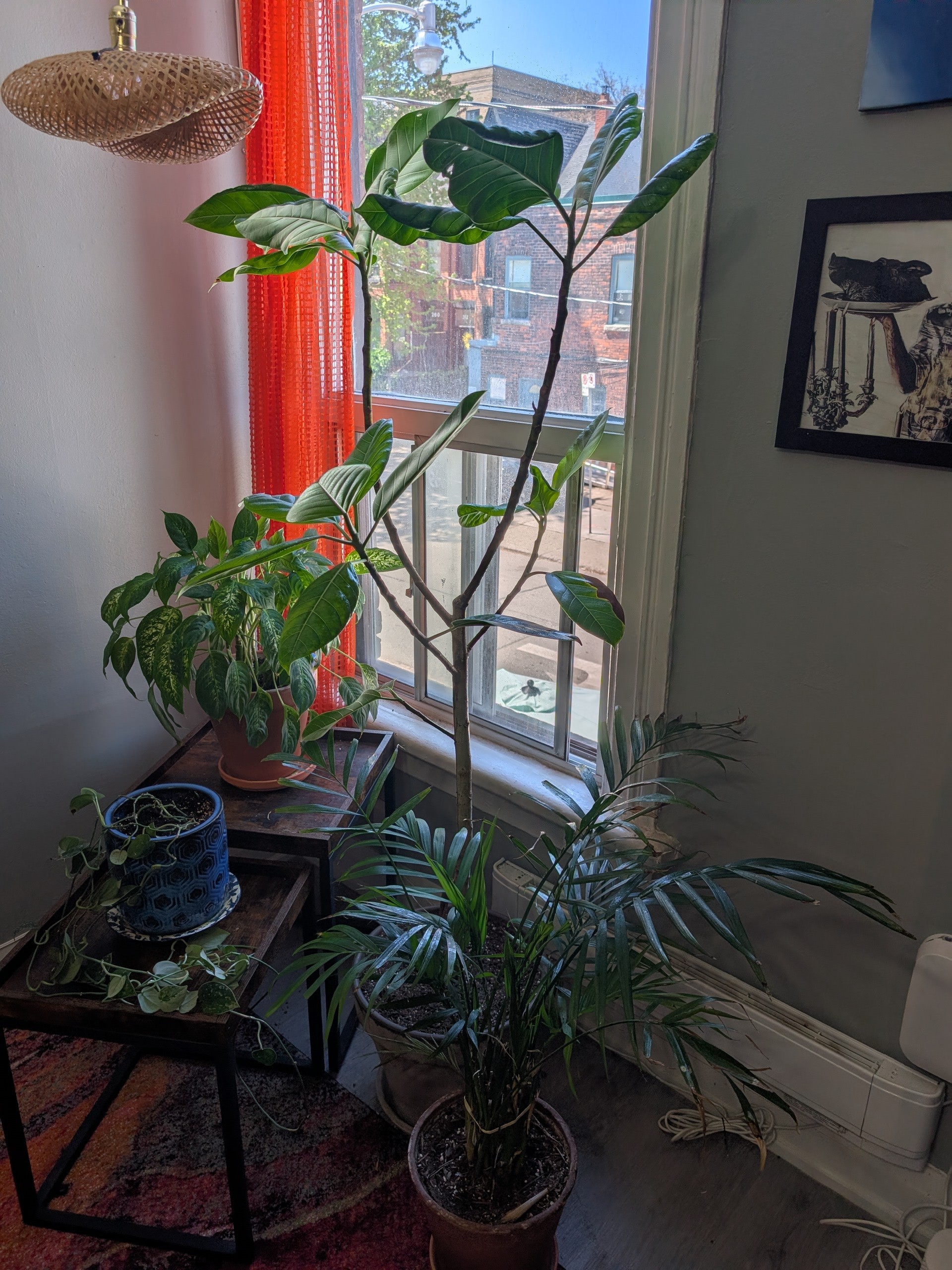 4 Loved Indoor Plants — Pothos, Palm, Amoena, Ficus - photo 4