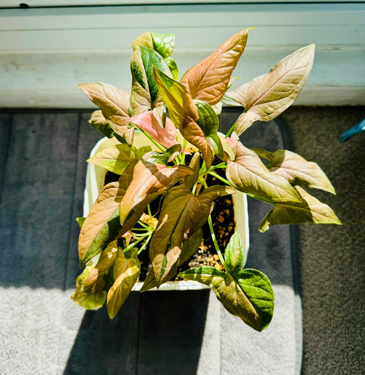 Pink Syngonium Houseplant in White Pot