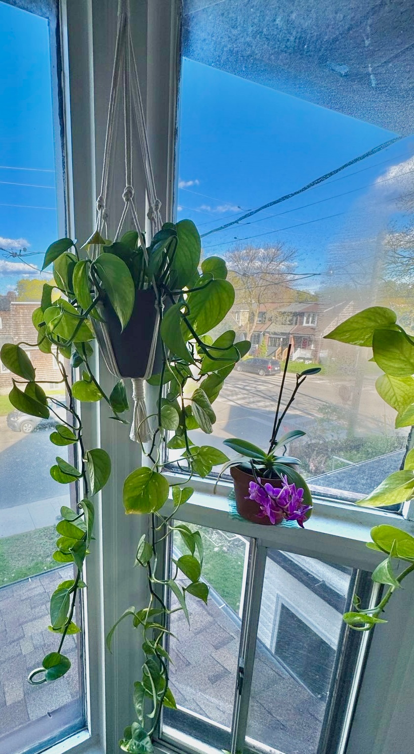 Pothos Plant in Hanging Macrame Holder