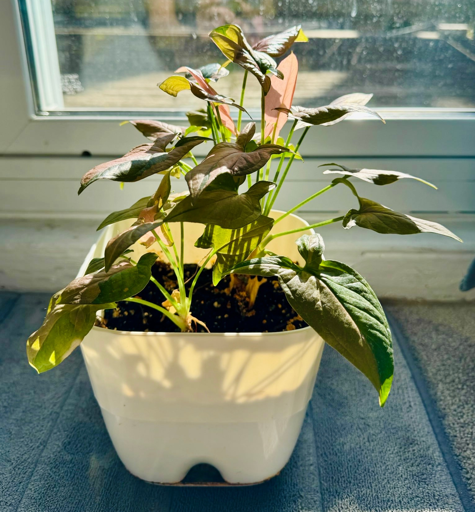 Pink Syngonium Houseplant in White Pot - photo 2
