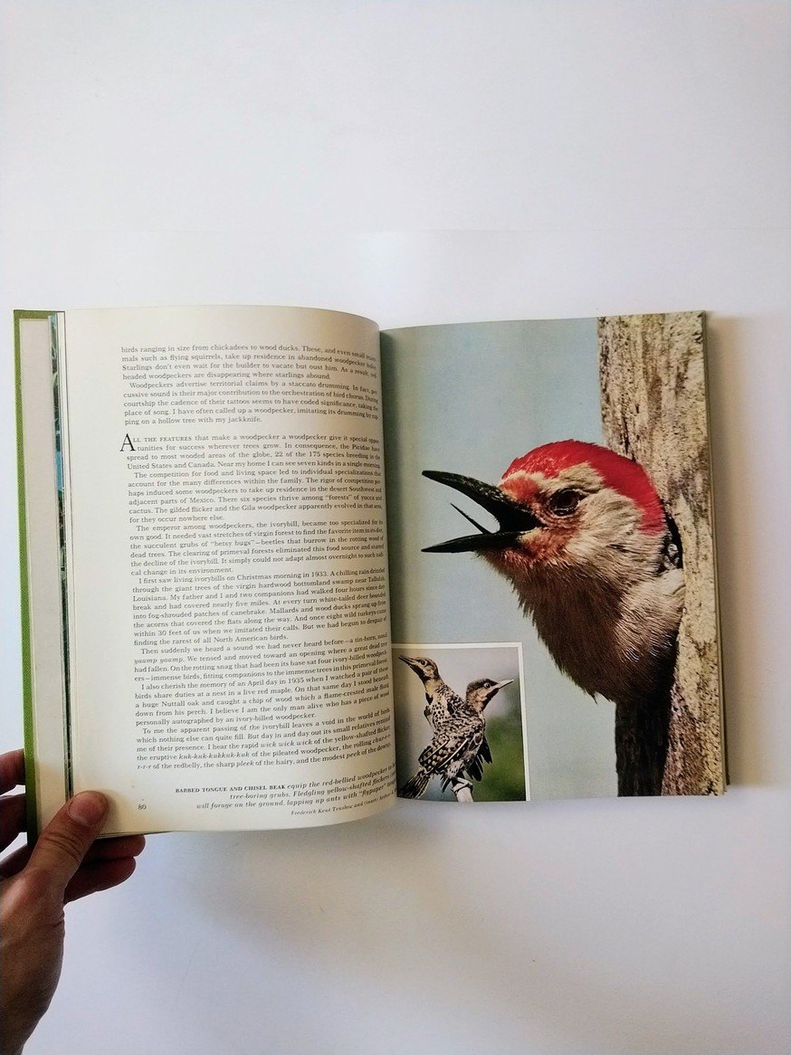 Song and Garden Birds of North America - Alexander Wetmore - photo 5