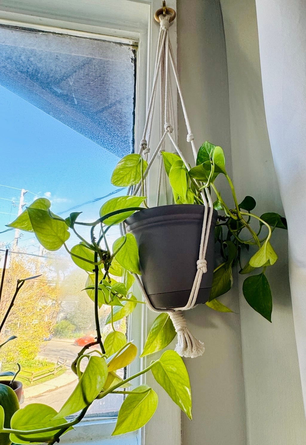 Pothos Plant in Hanging Macrame Holder - photo 4