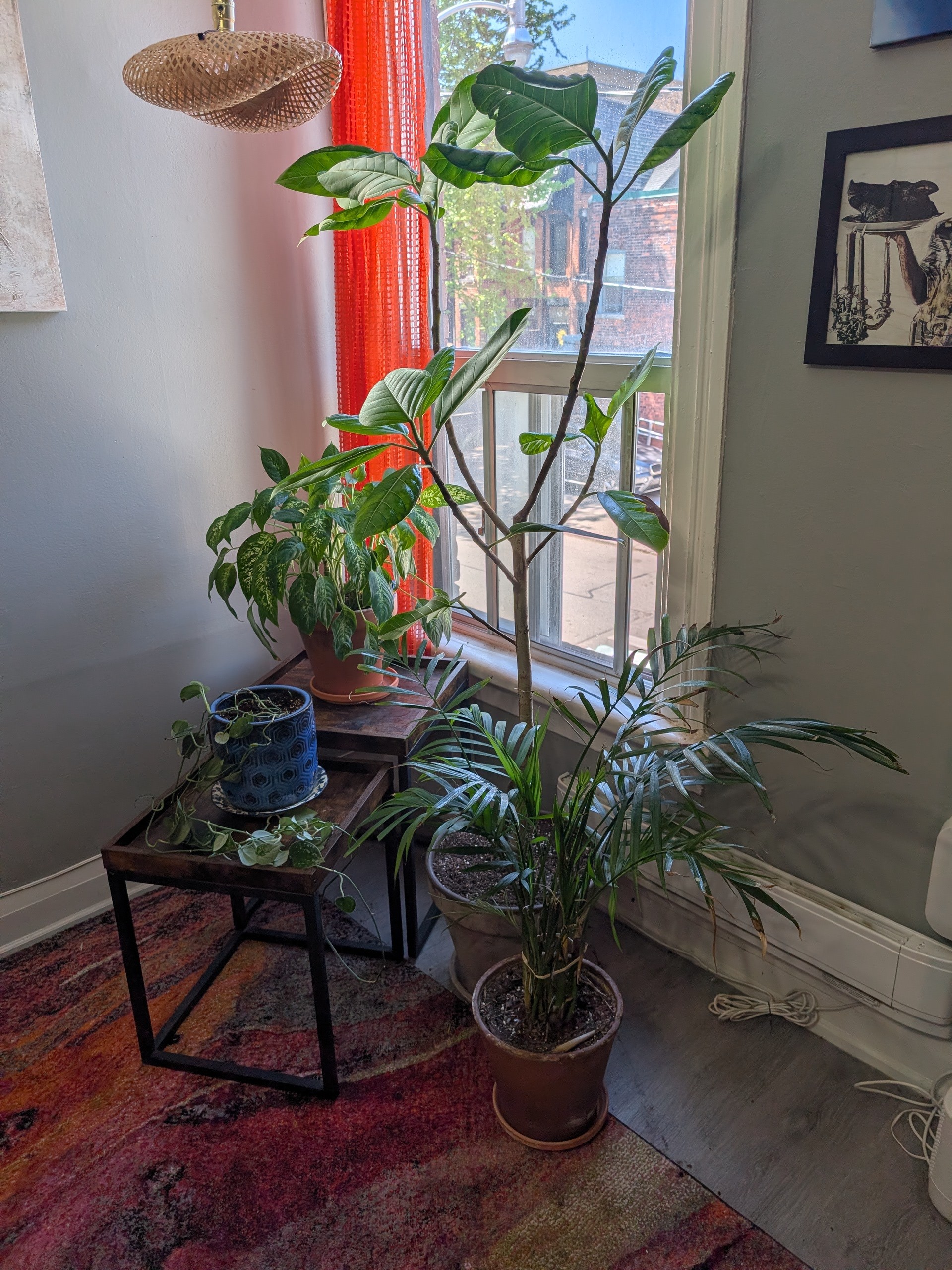 4 Loved Indoor Plants — Pothos, Palm, Amoena, Ficus