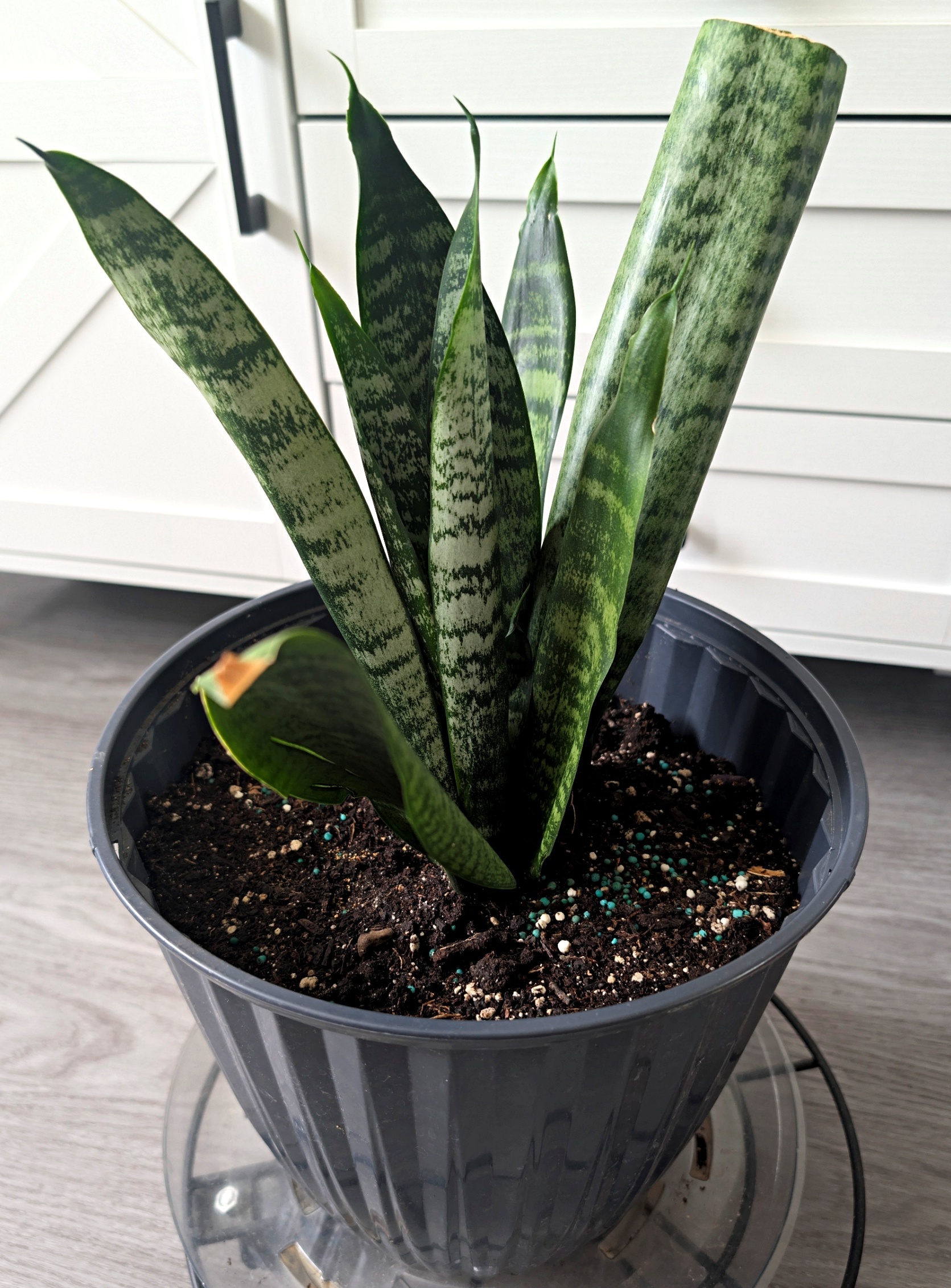 Snake Plant