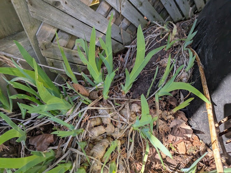 1$ hosta