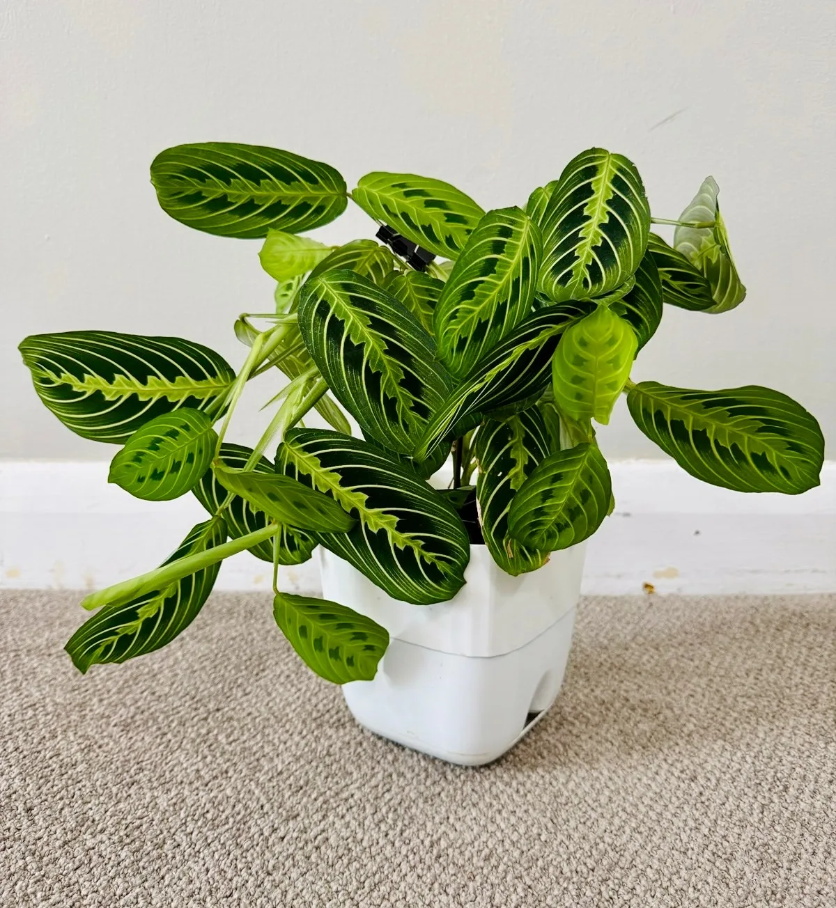 Prayer Plant