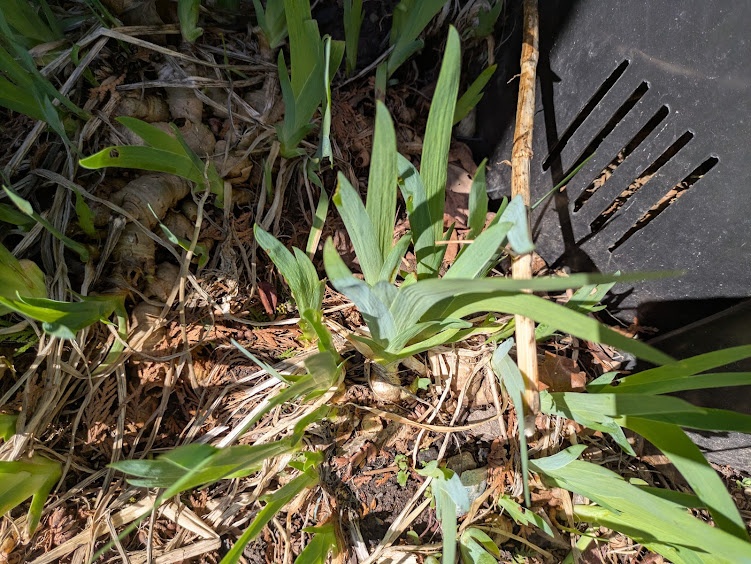1$ hosta - photo 2