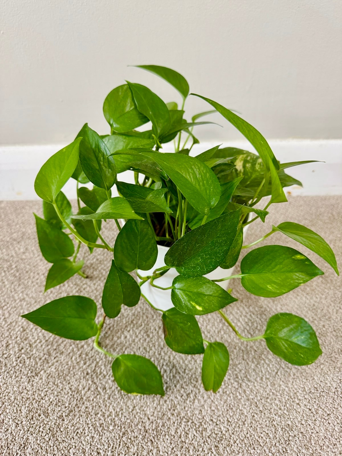 Pothos Plant in Hanging Macrame Holder - photo 5