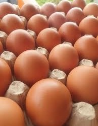 This week's organic Brown eggs from free-range chickens. - photo 2